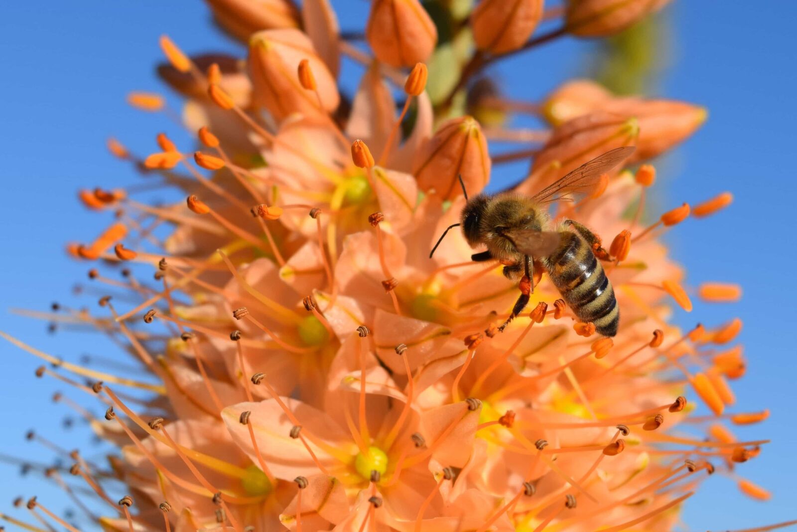 Nikon D3300 sample photo. Flora, flower, nature, insect photography