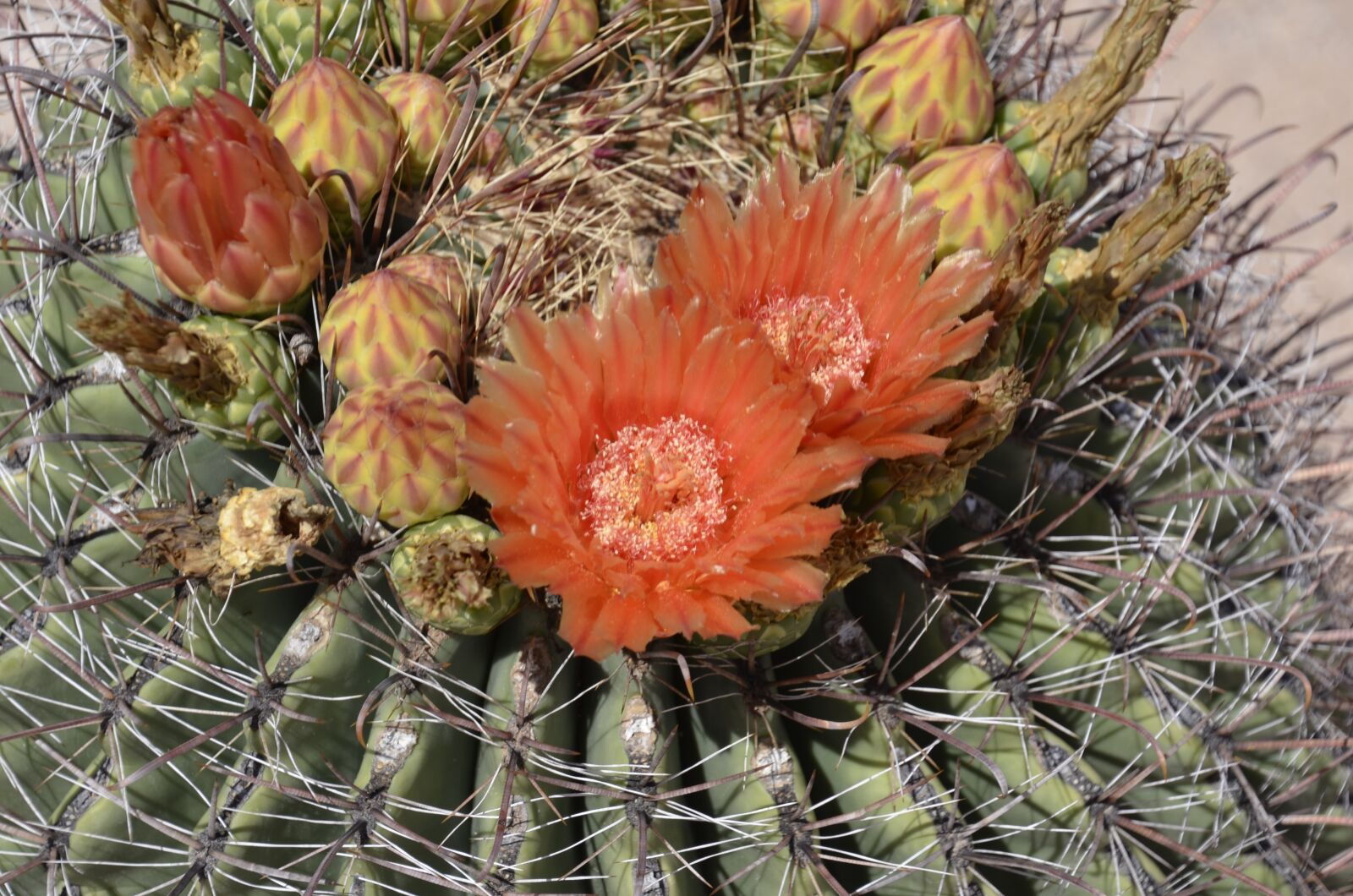 Nikon D5100 sample photo. Barrel, cactus, orange photography