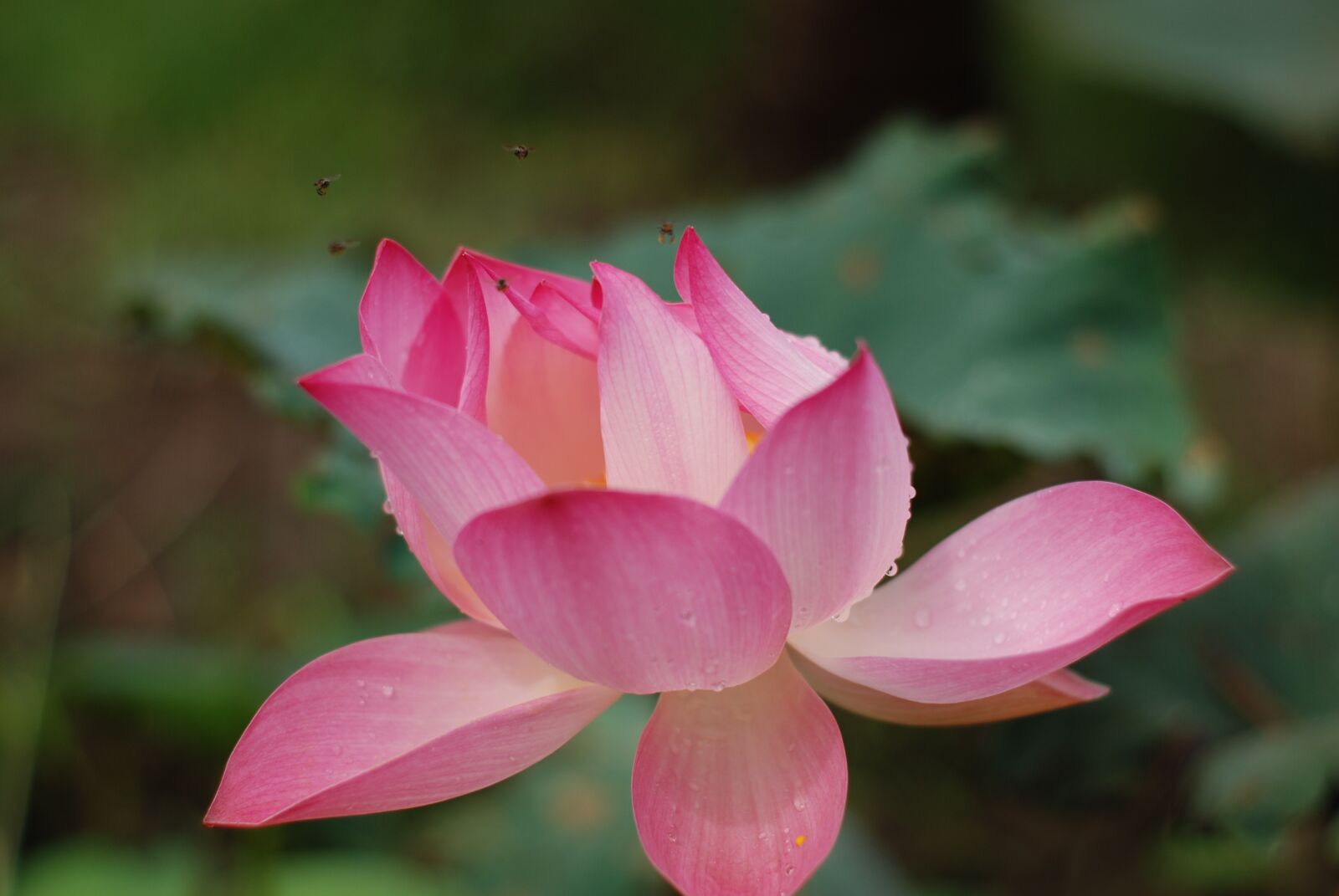 Nikon D80 sample photo. Flower, lotus flowers, pink photography