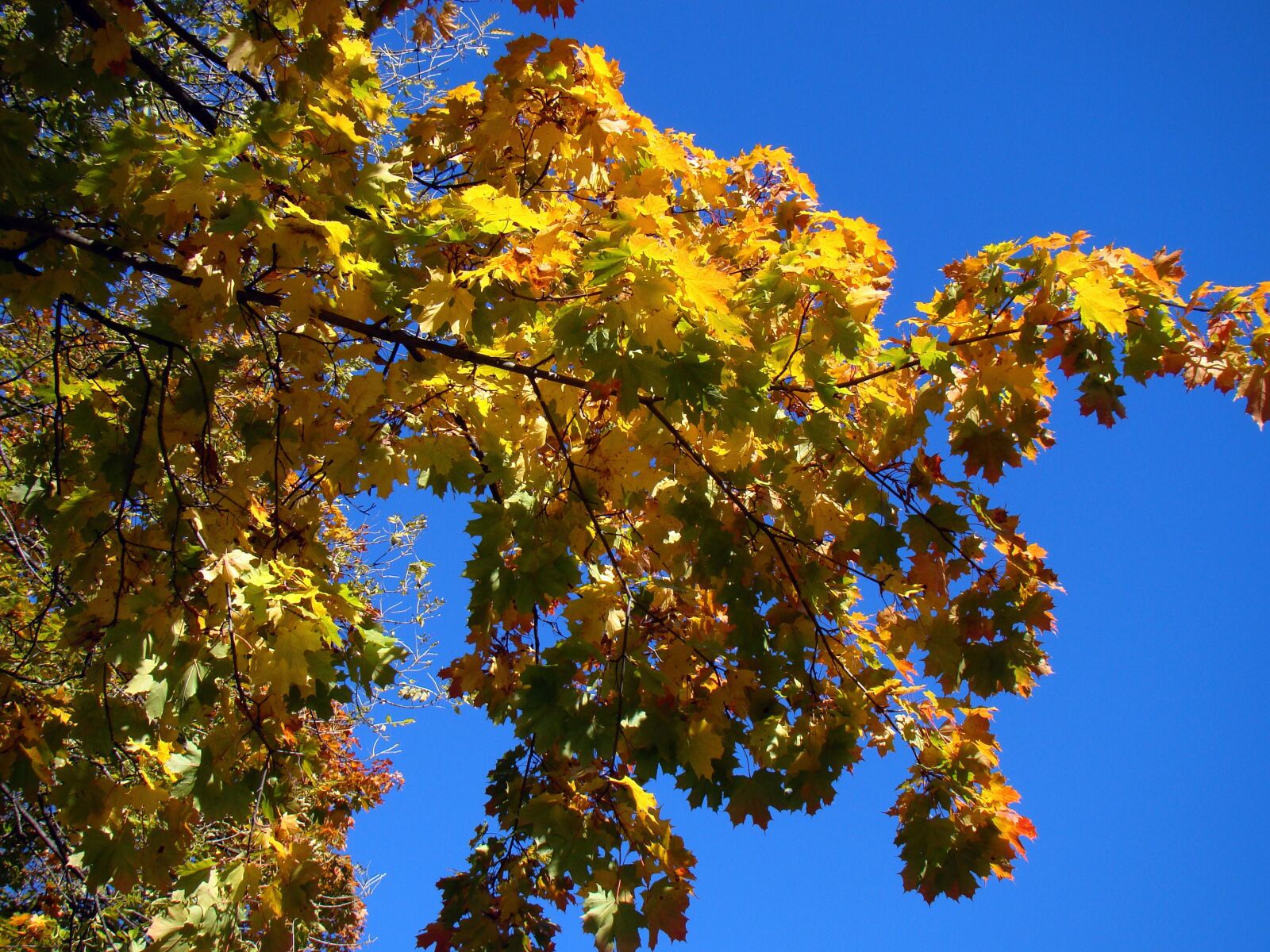 Sony Cyber-shot DSC-H50 sample photo. Autumn, tree, sky photography