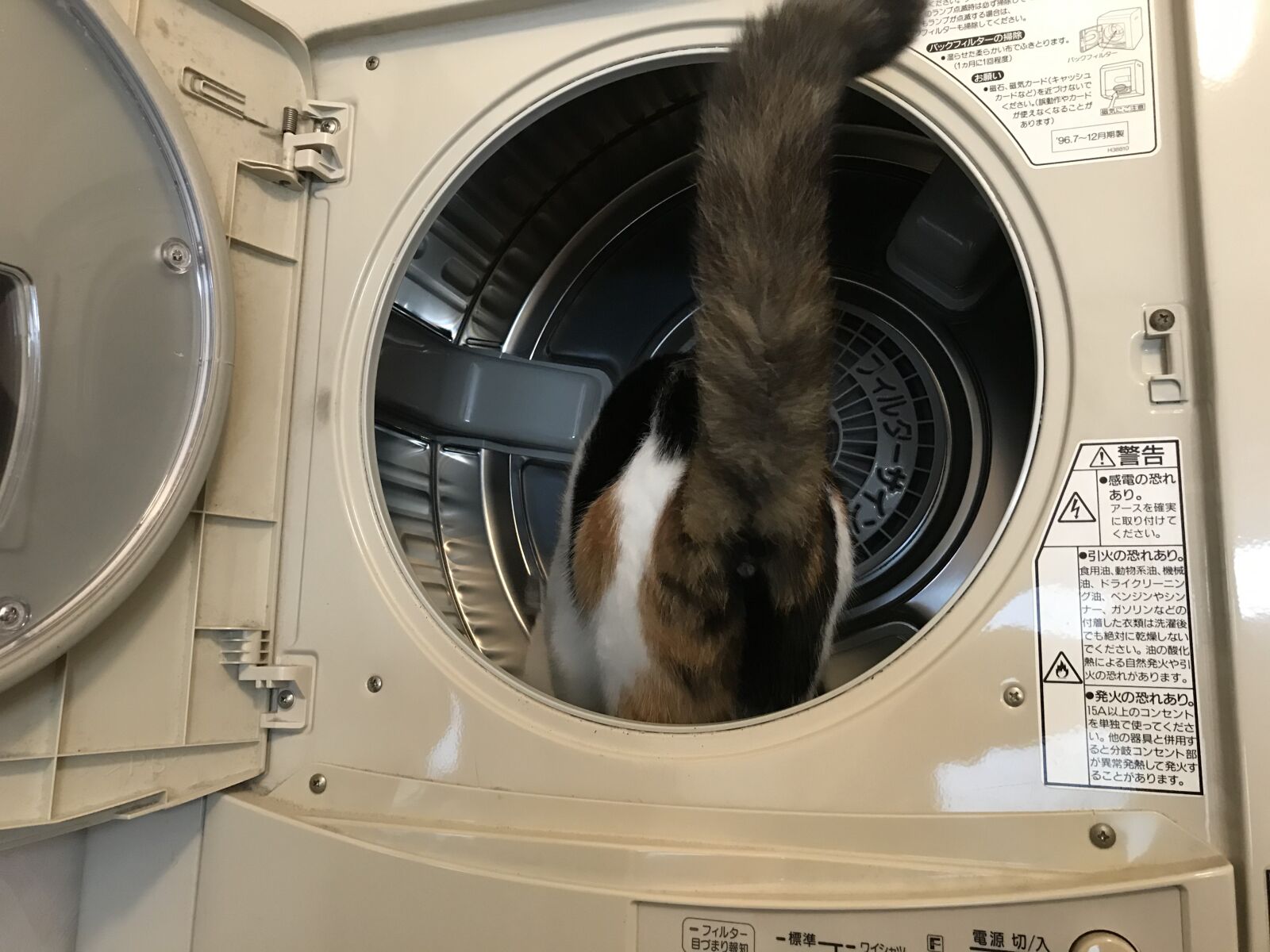 iPhone 7 back camera 3.99mm f/1.8 sample photo. Calico cat, calico, cat photography
