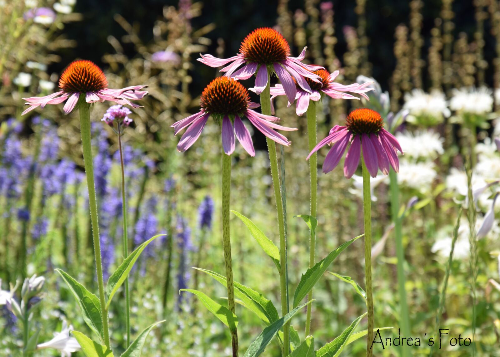 Nikon D3300 sample photo. Summer, echinacea, flowers photography