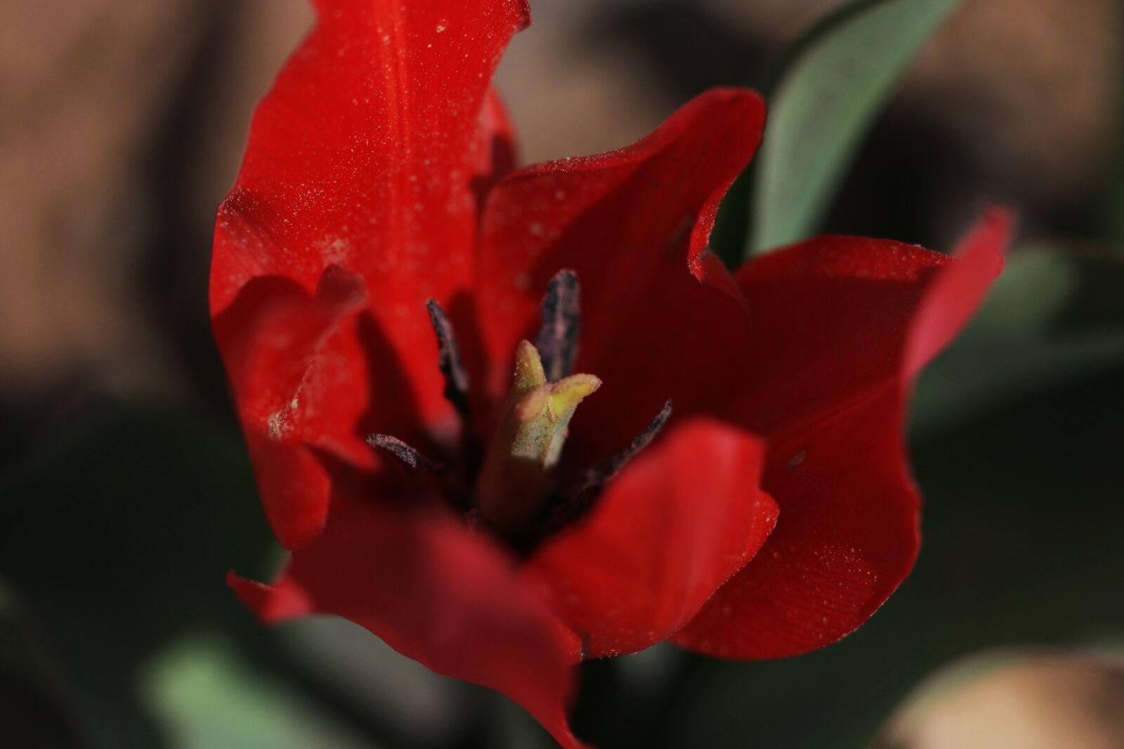 Canon EOS 70D + Canon EF 100mm F2.8 Macro USM sample photo. Tulips, green, red photography