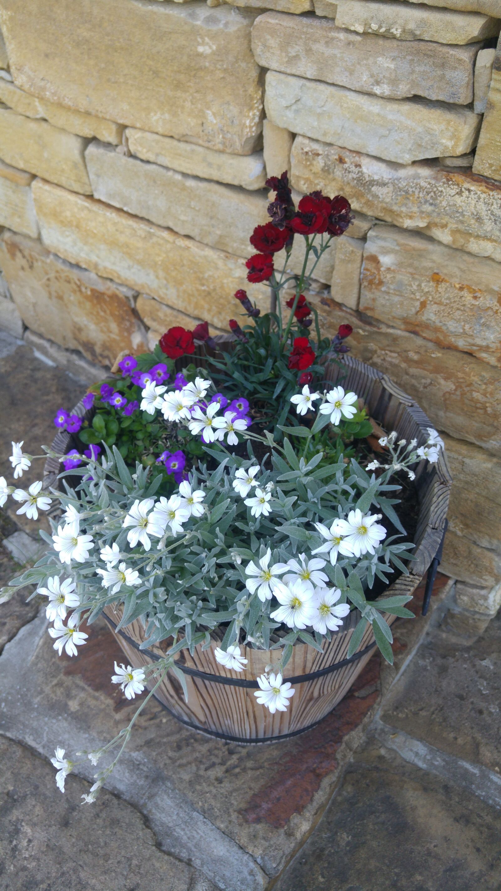 LG G4 sample photo. Flowers, nature, plant photography