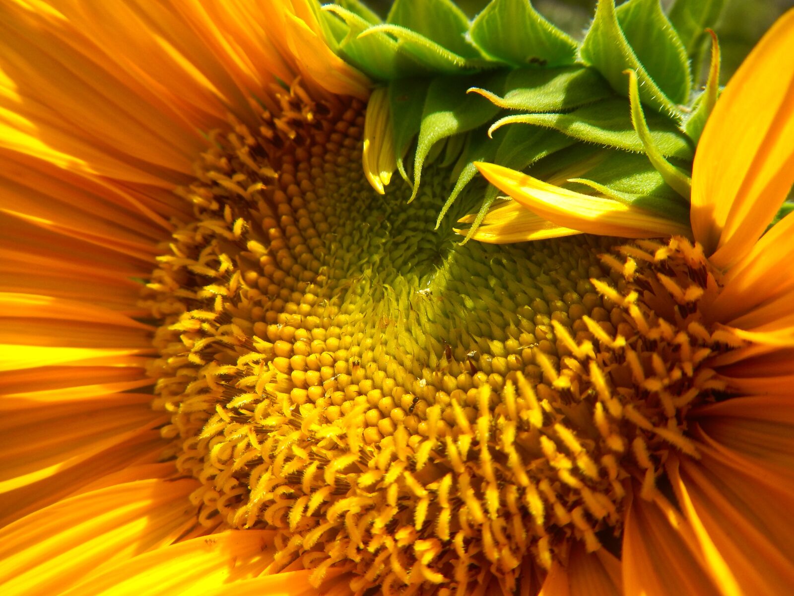 Nikon Coolpix AW110 sample photo. Sunflower, sunflowers, plant photography