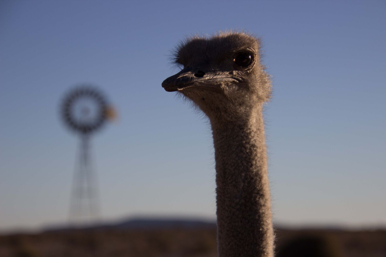 Canon EOS 600D (Rebel EOS T3i / EOS Kiss X5) sample photo. Africa, namibia, savannah photography