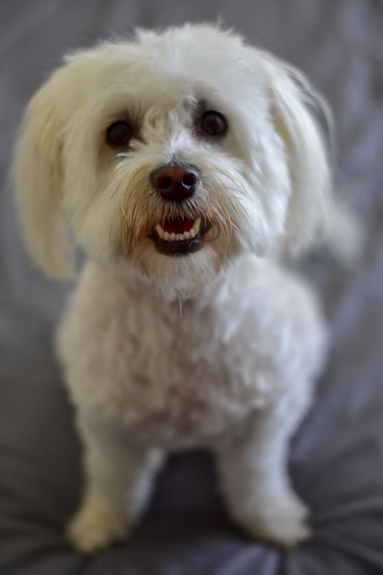Nikon D5500 sample photo. Maltese poodle, dog, poodle photography
