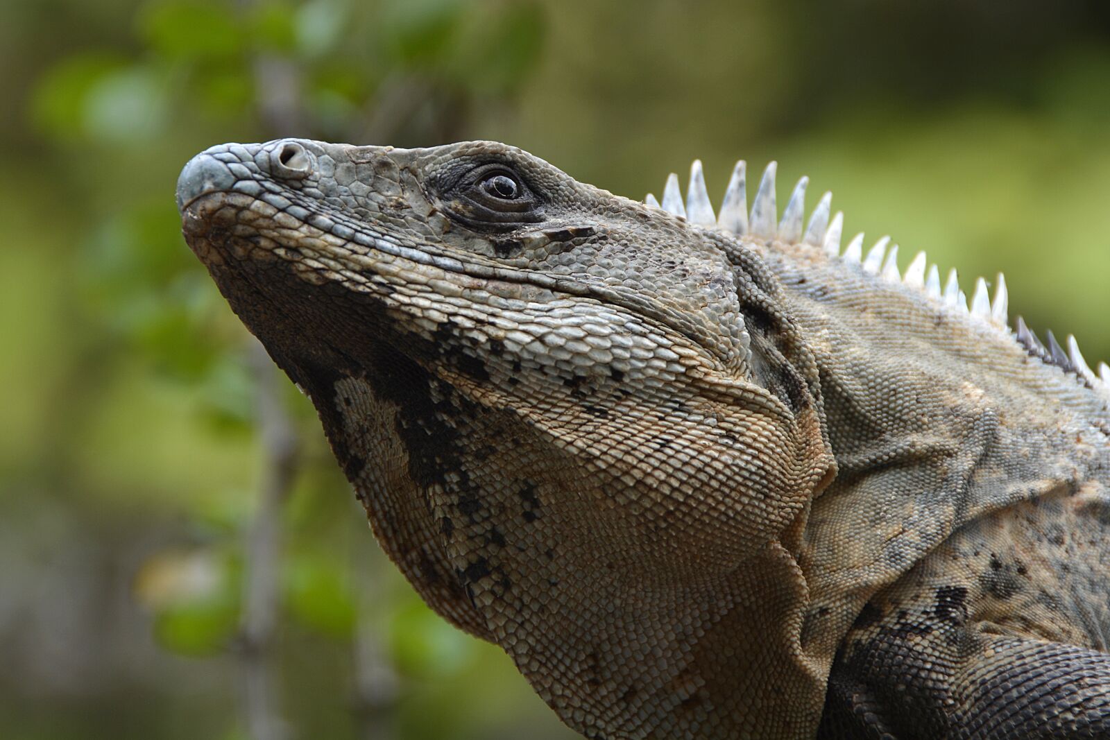 Nikon D7100 sample photo. Iguana, lizard, reptile photography