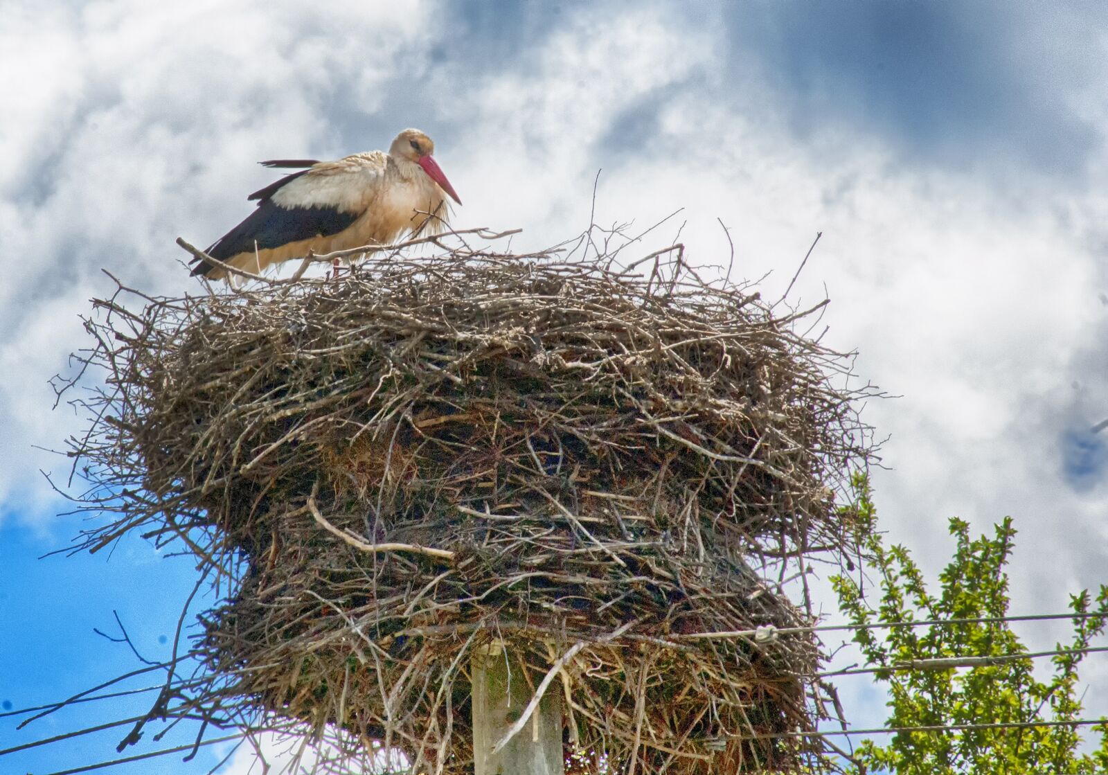 Nikon D50 sample photo. Stork, stork nest, power photography