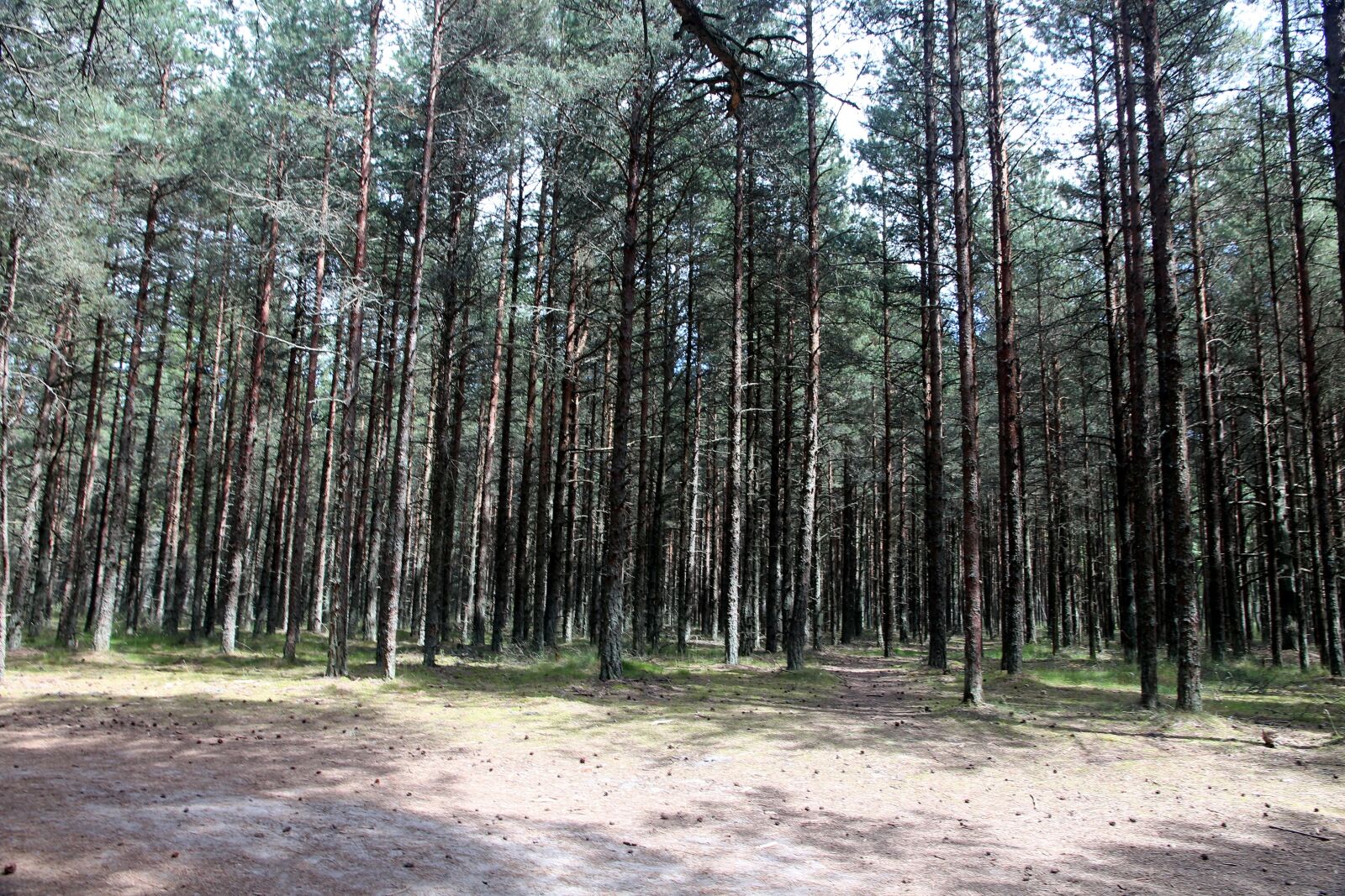 Canon EOS 650D (EOS Rebel T4i / EOS Kiss X6i) sample photo. Forest, coniferous forest, nature photography