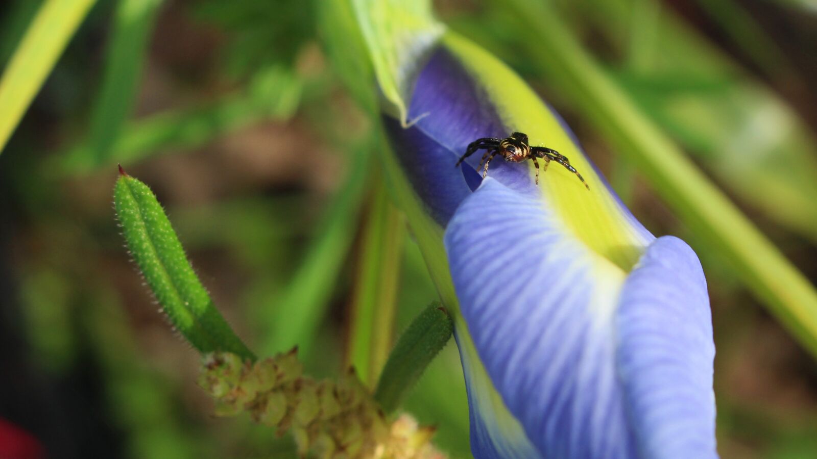 Canon EOS 100D (EOS Rebel SL1 / EOS Kiss X7) sample photo. Spider, flower, iris photography