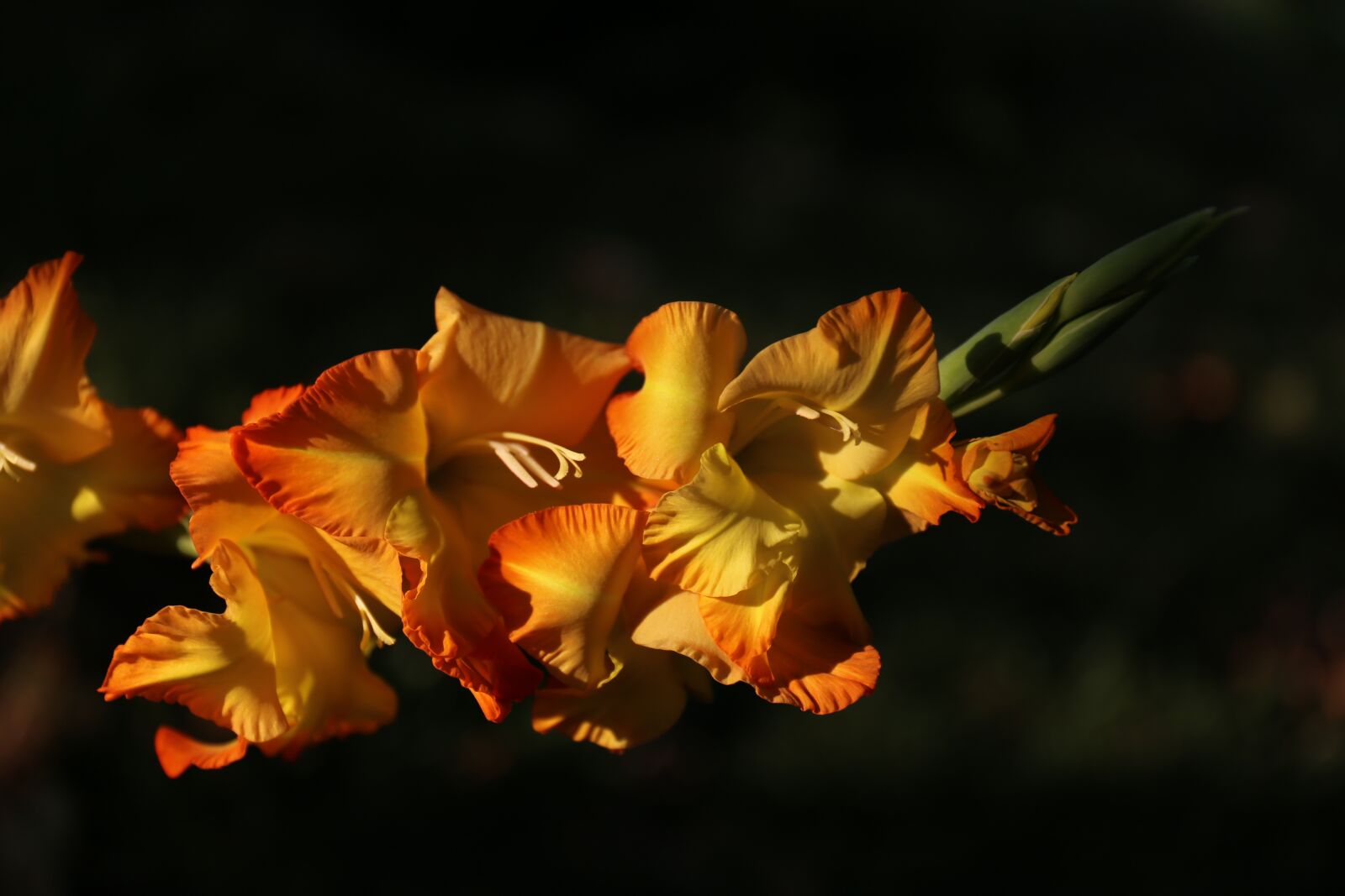 Canon EF 24-70mm F4L IS USM sample photo. Gladiolus, flower, orange flower photography