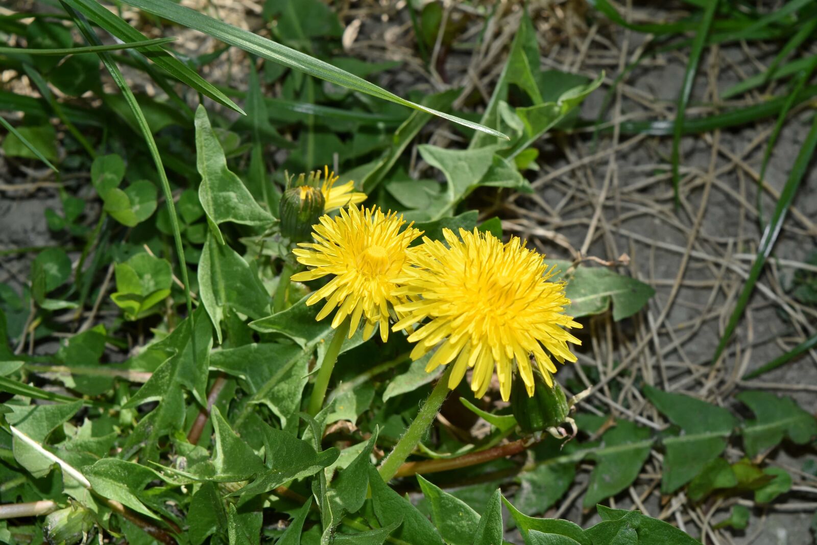 Nikon D5500 sample photo. Dandelion, flora, herb, yellow photography