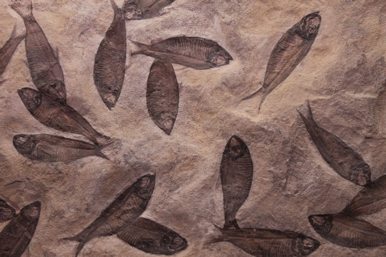 Canon EOS 1100D (EOS Rebel T3 / EOS Kiss X50) sample photo. Fish, fossil, fossilized photography
