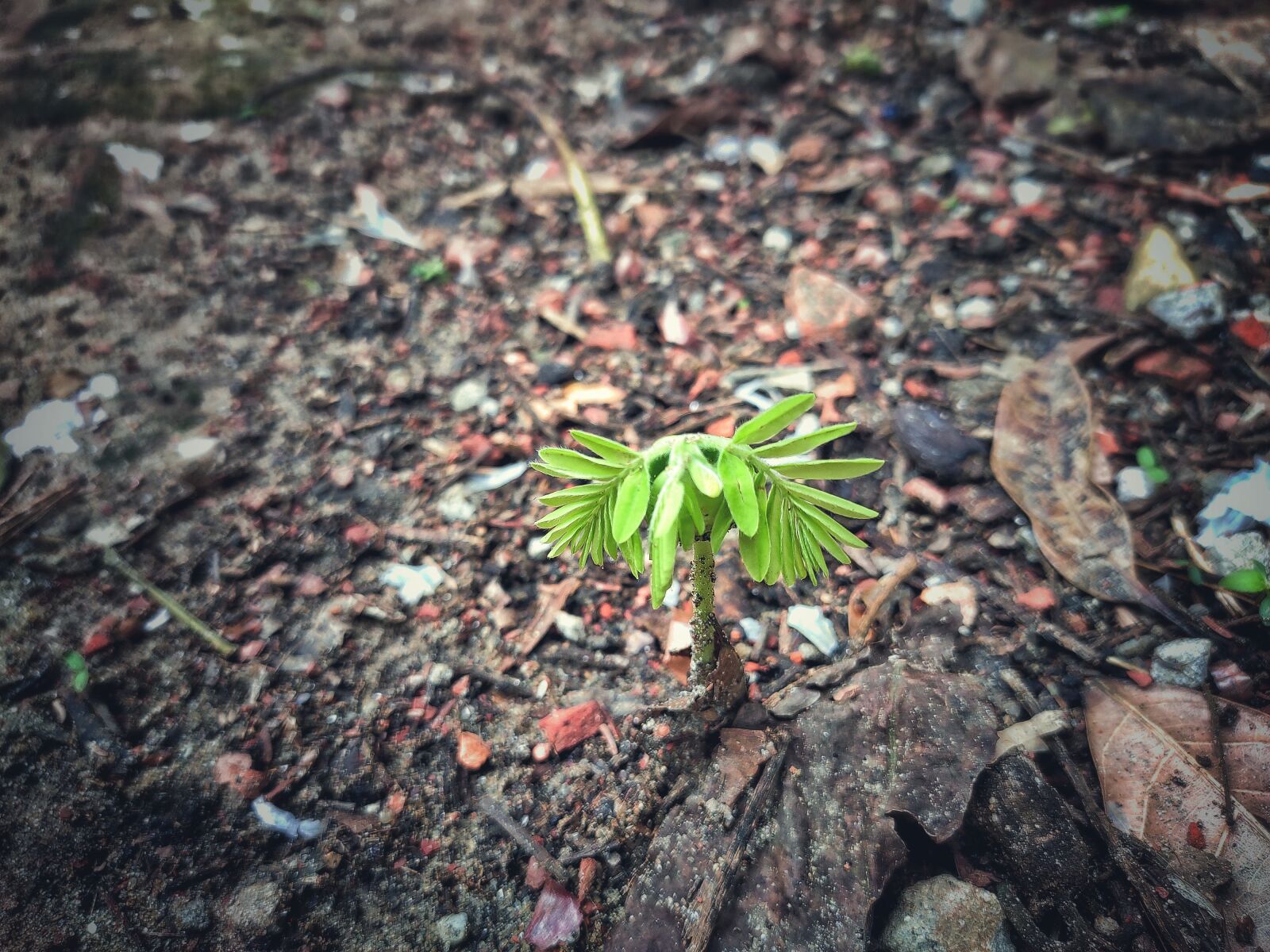Xiaomi Redmi Note 7 Pro sample photo. Tamarind, green tree, seedlings photography