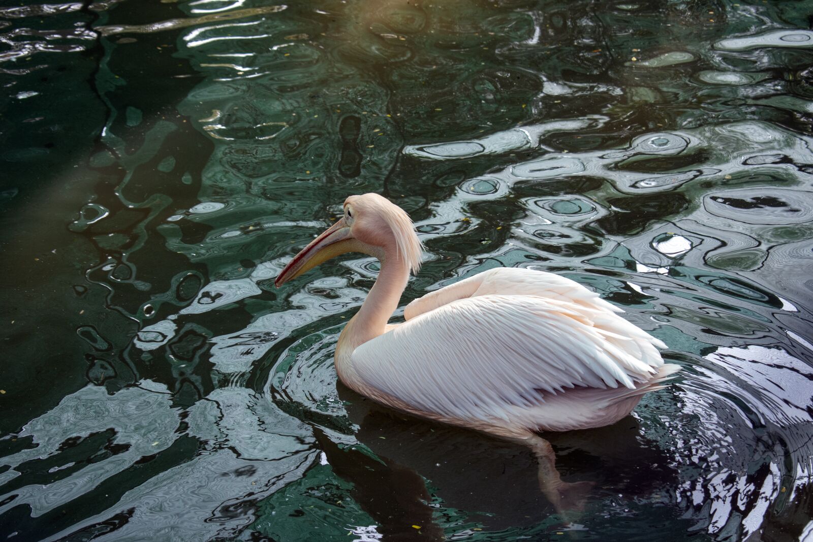 Nikon D3500 sample photo. Pelican in water, bird photography