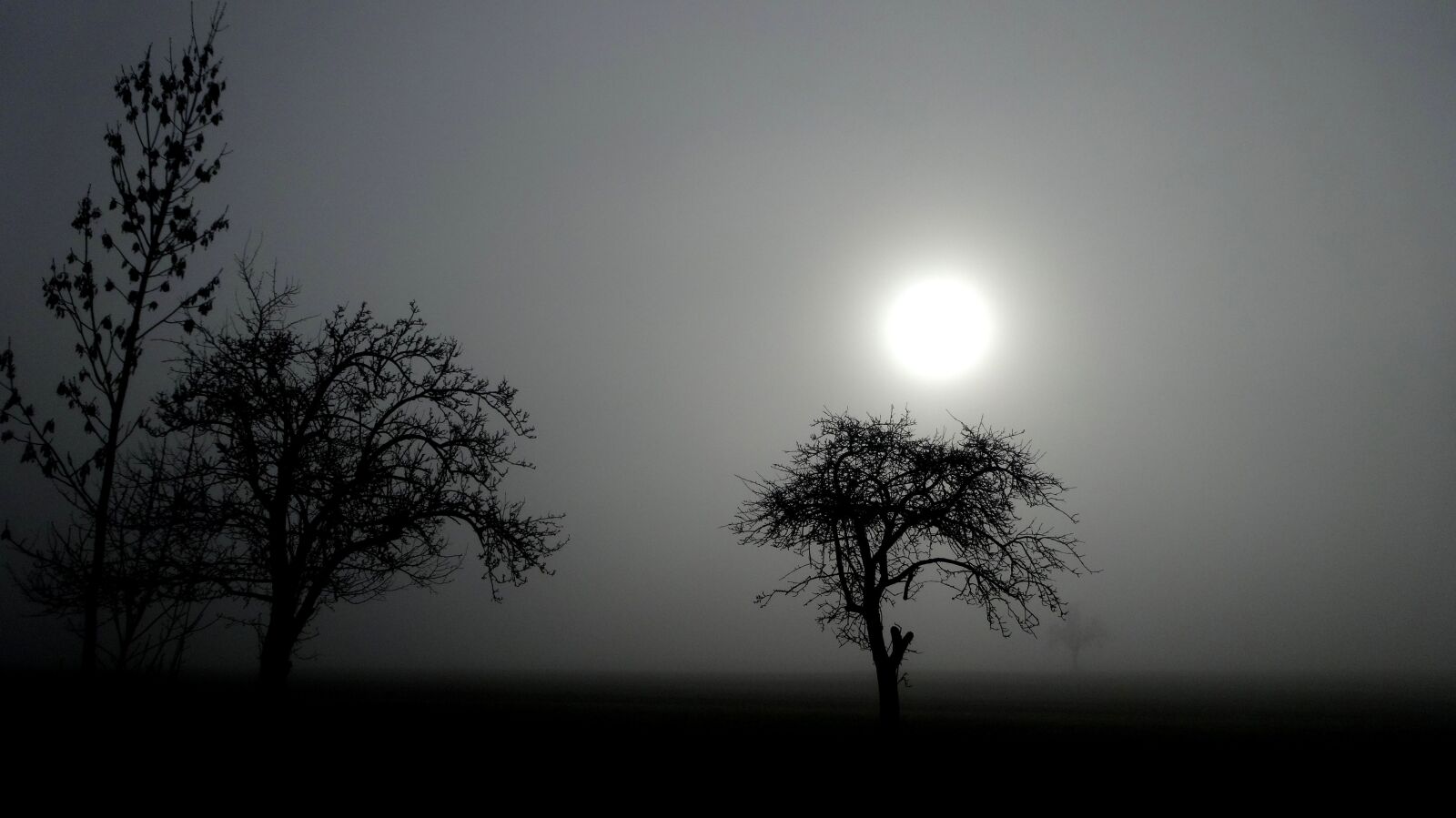 Sony Cyber-shot DSC-WX300 sample photo. Nature, fog, tree photography