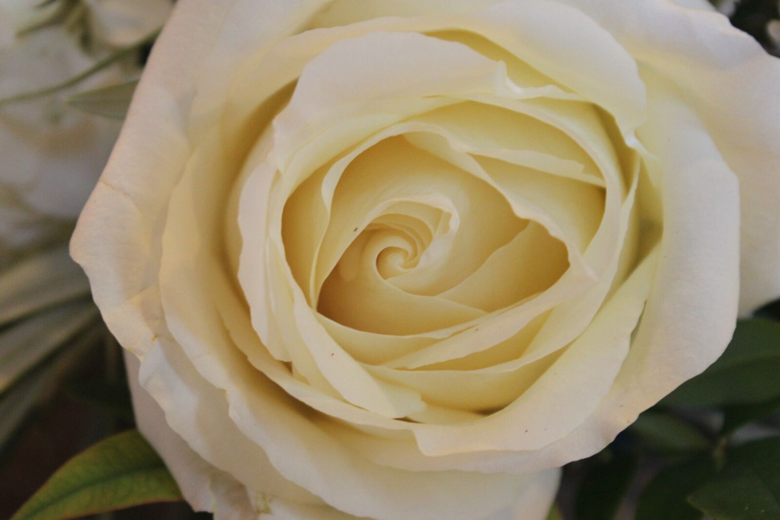 Canon EOS 500D (EOS Rebel T1i / EOS Kiss X3) sample photo. Flowers, rose, valentine photography