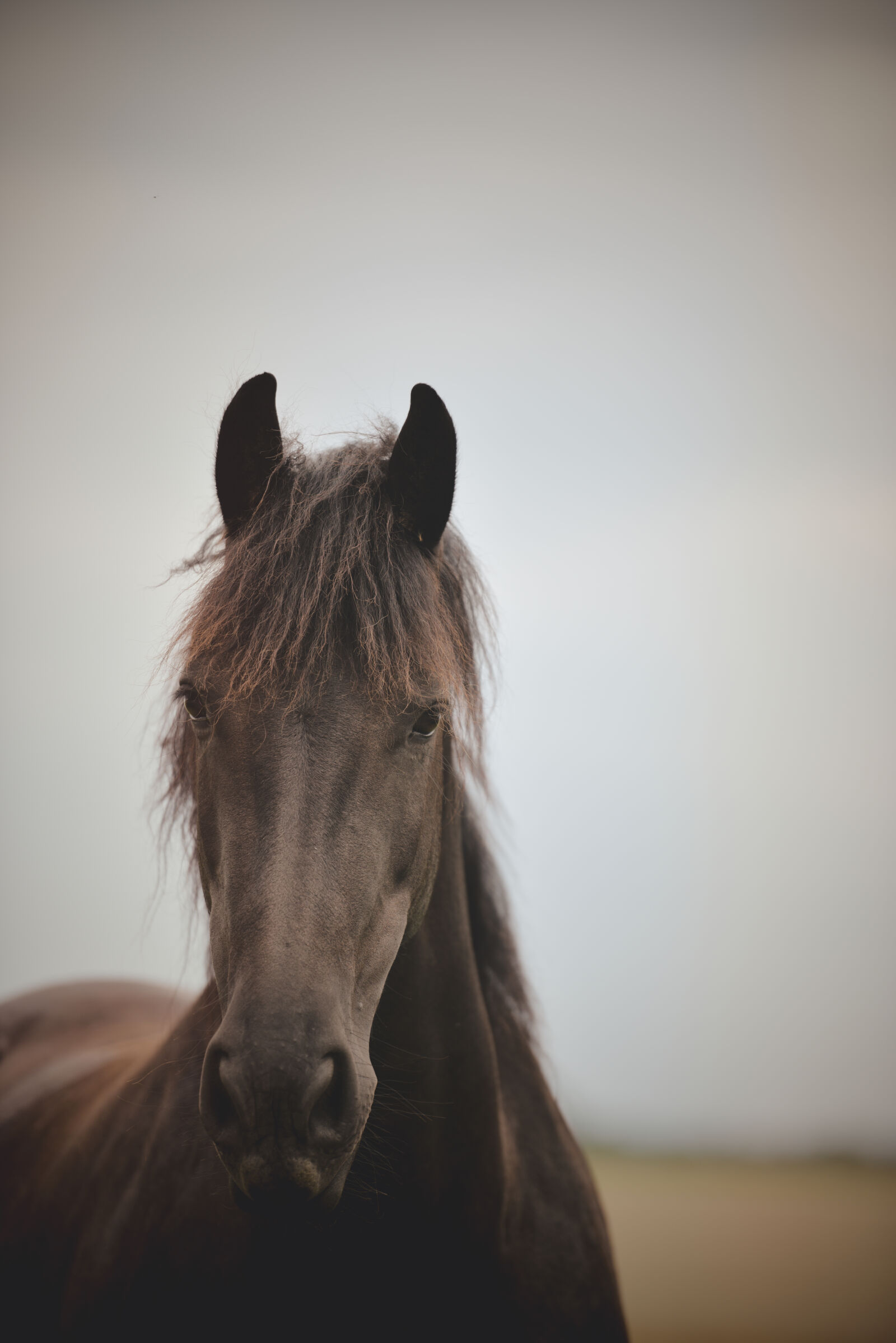 Nikon D810 sample photo. Horse, landscape, silence photography