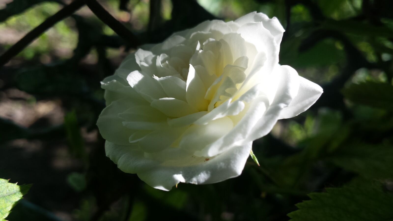 Samsung Galaxy S4 sample photo. Rose, white rose, flowers photography