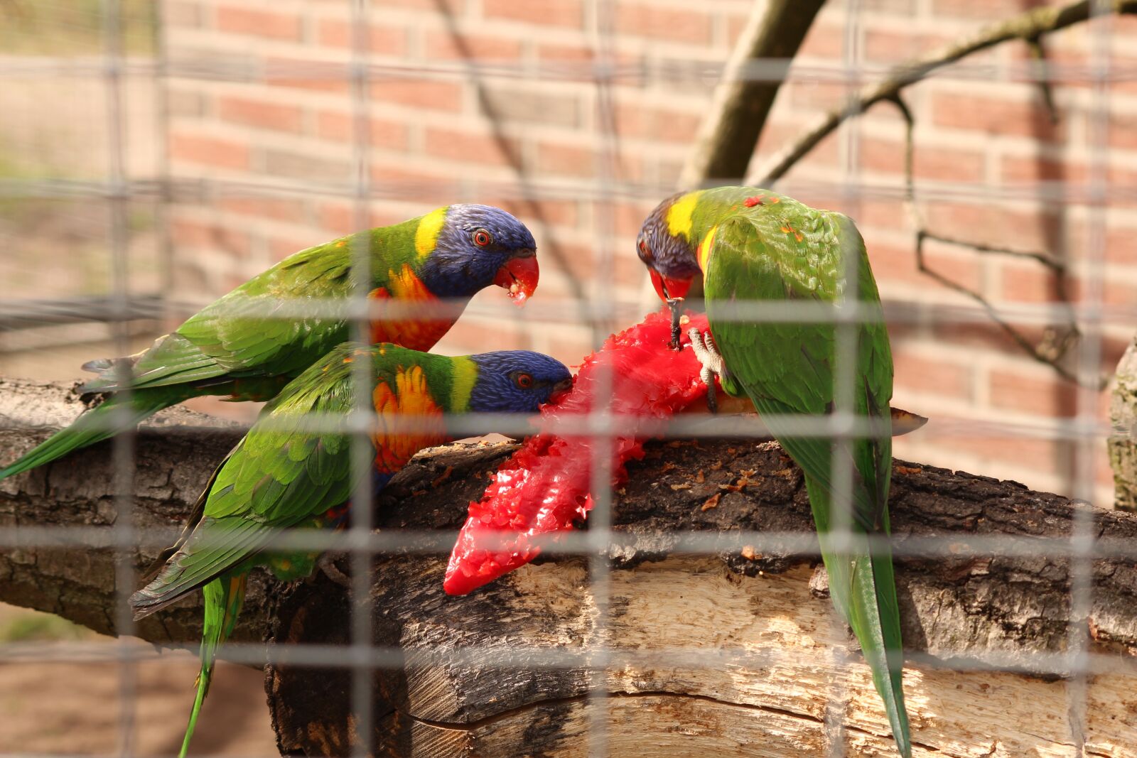 Canon EOS 600D (Rebel EOS T3i / EOS Kiss X5) sample photo. Birds, parrot, colorful photography