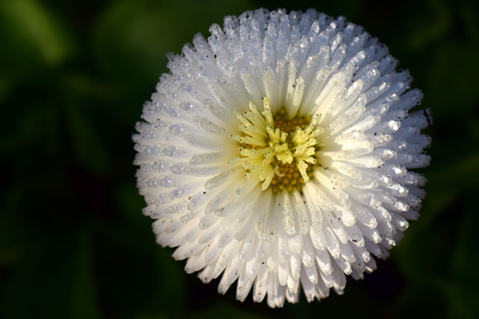 Nikon D3300 sample photo. Daisy, geese flower, white photography