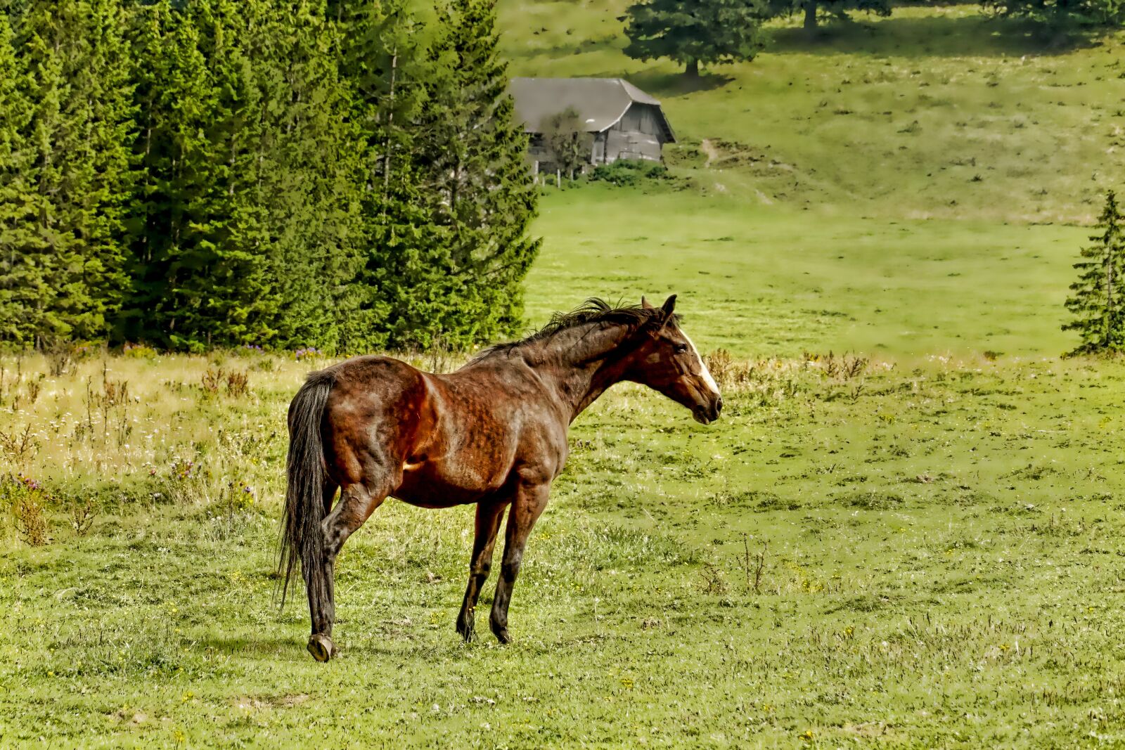 Sony a6000 sample photo. Nature, horse, pasture photography