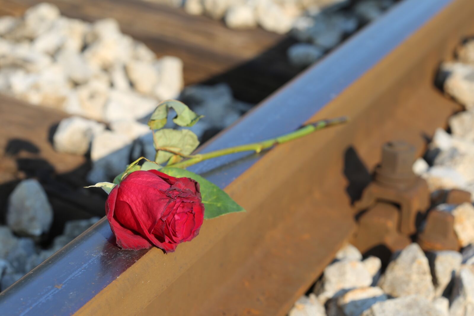 Canon EOS 6D + Canon EF 100mm F2.8 Macro USM sample photo. Red rose, railway, love photography