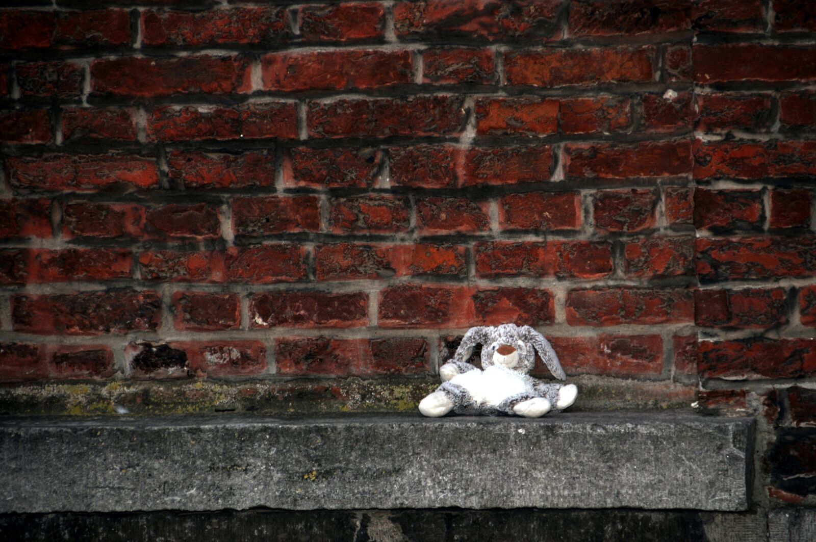 Nikon D300 sample photo. Teddy bear, wall, toy photography