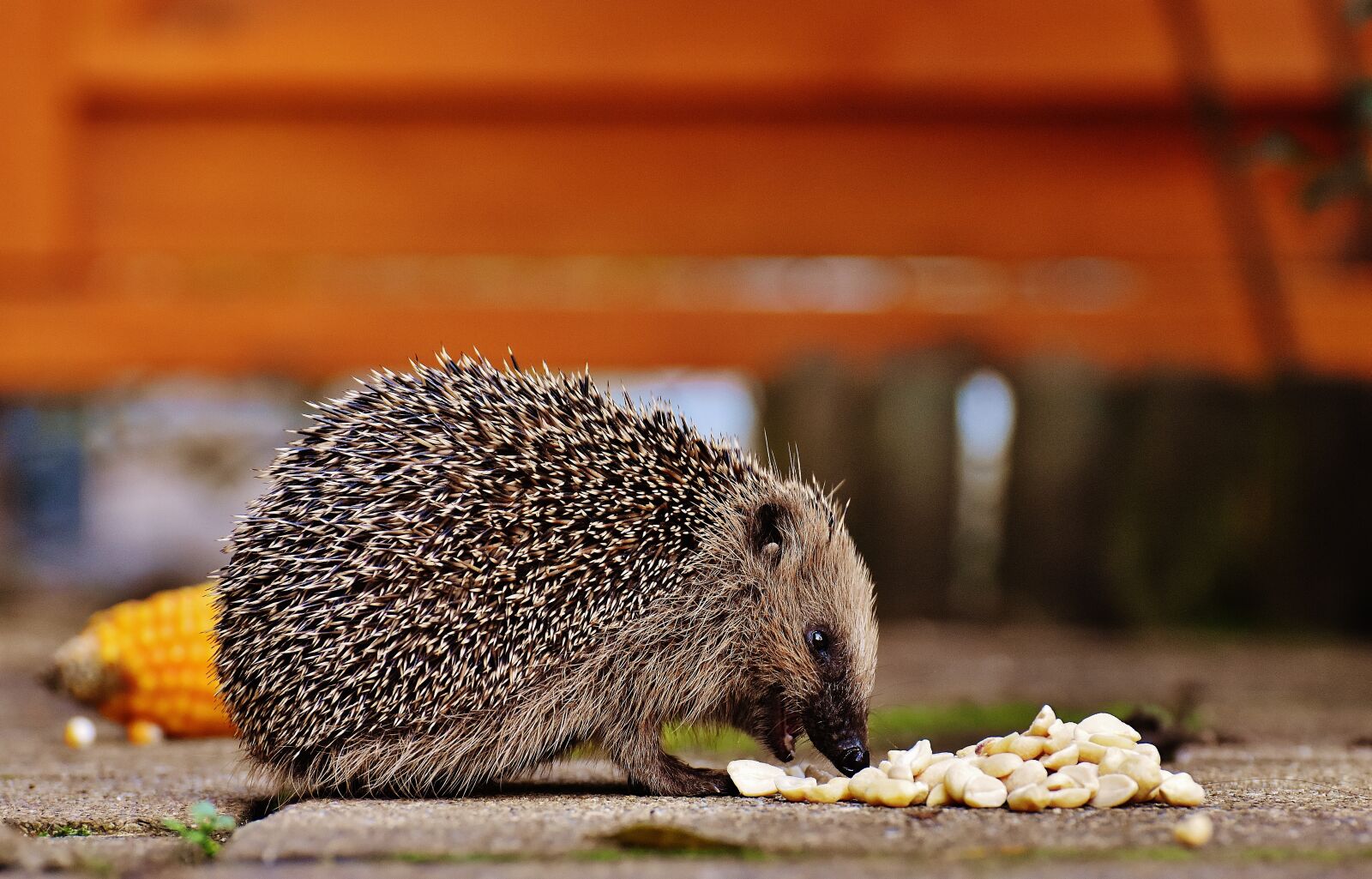 Nikon D7200 sample photo. Hedgehog child, young hedgehog photography