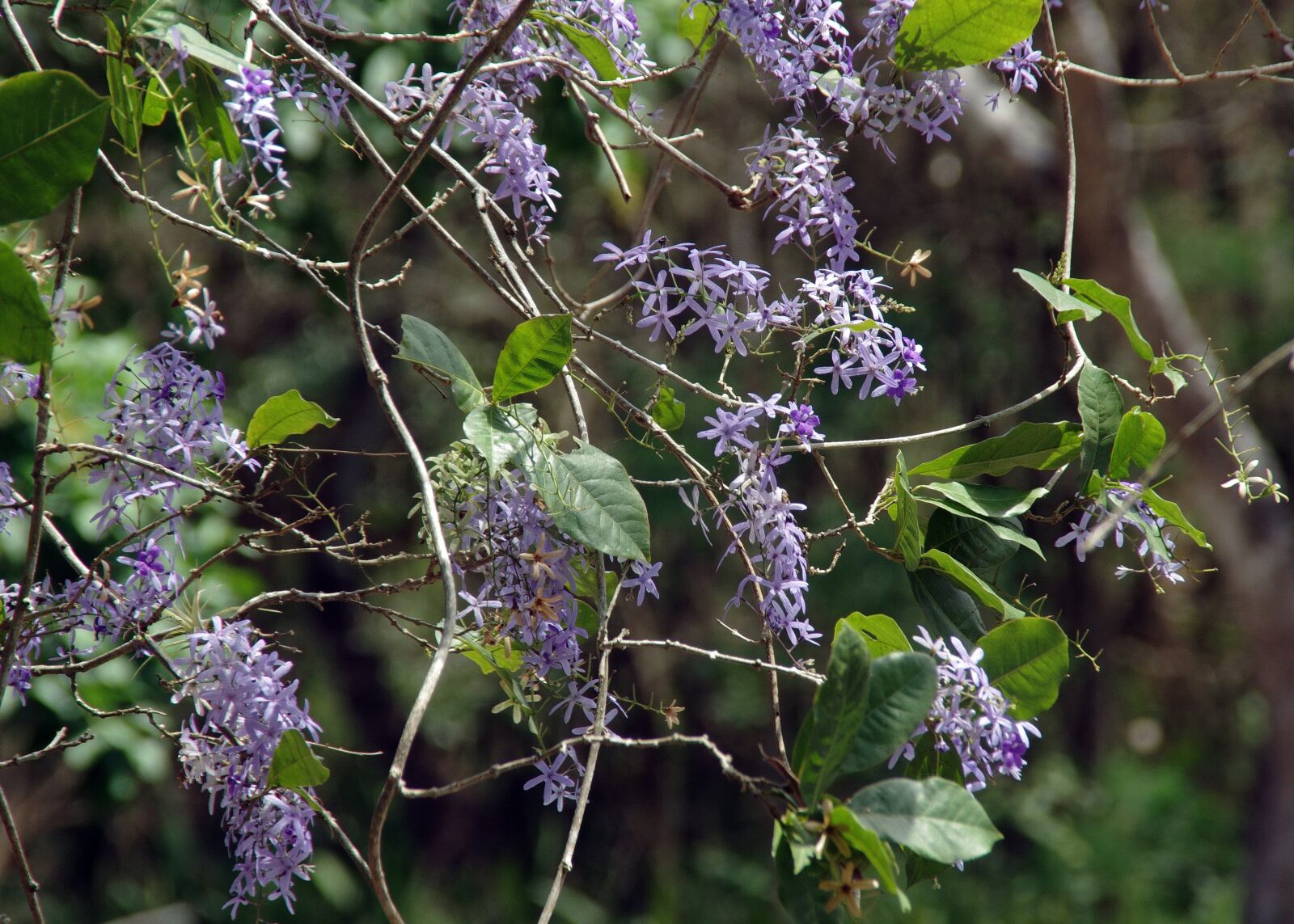Pentax K-5 sample photo. Flowers, violet, petrea photography