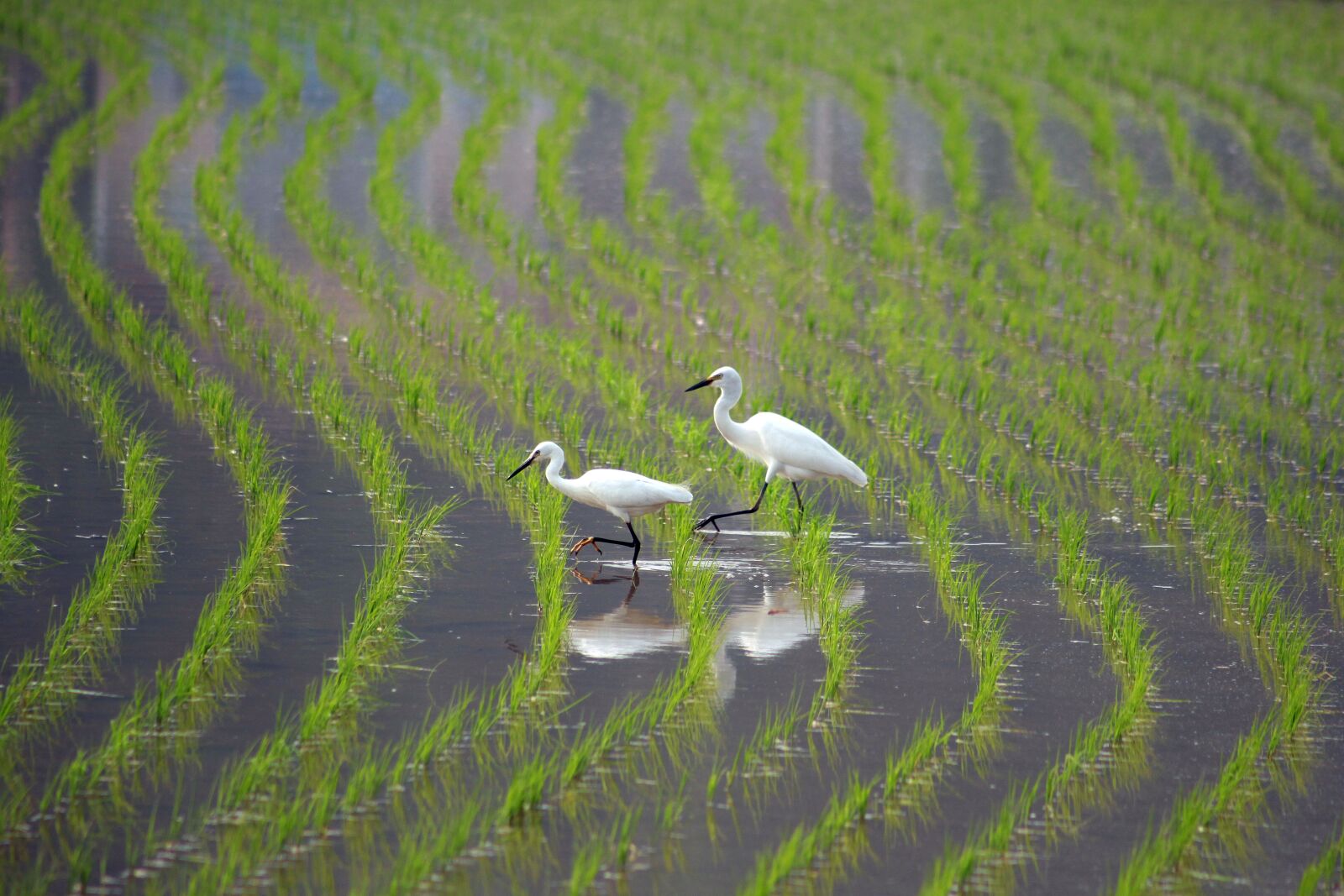 Canon EOS 5D Mark II sample photo. Rural, hern, it photography