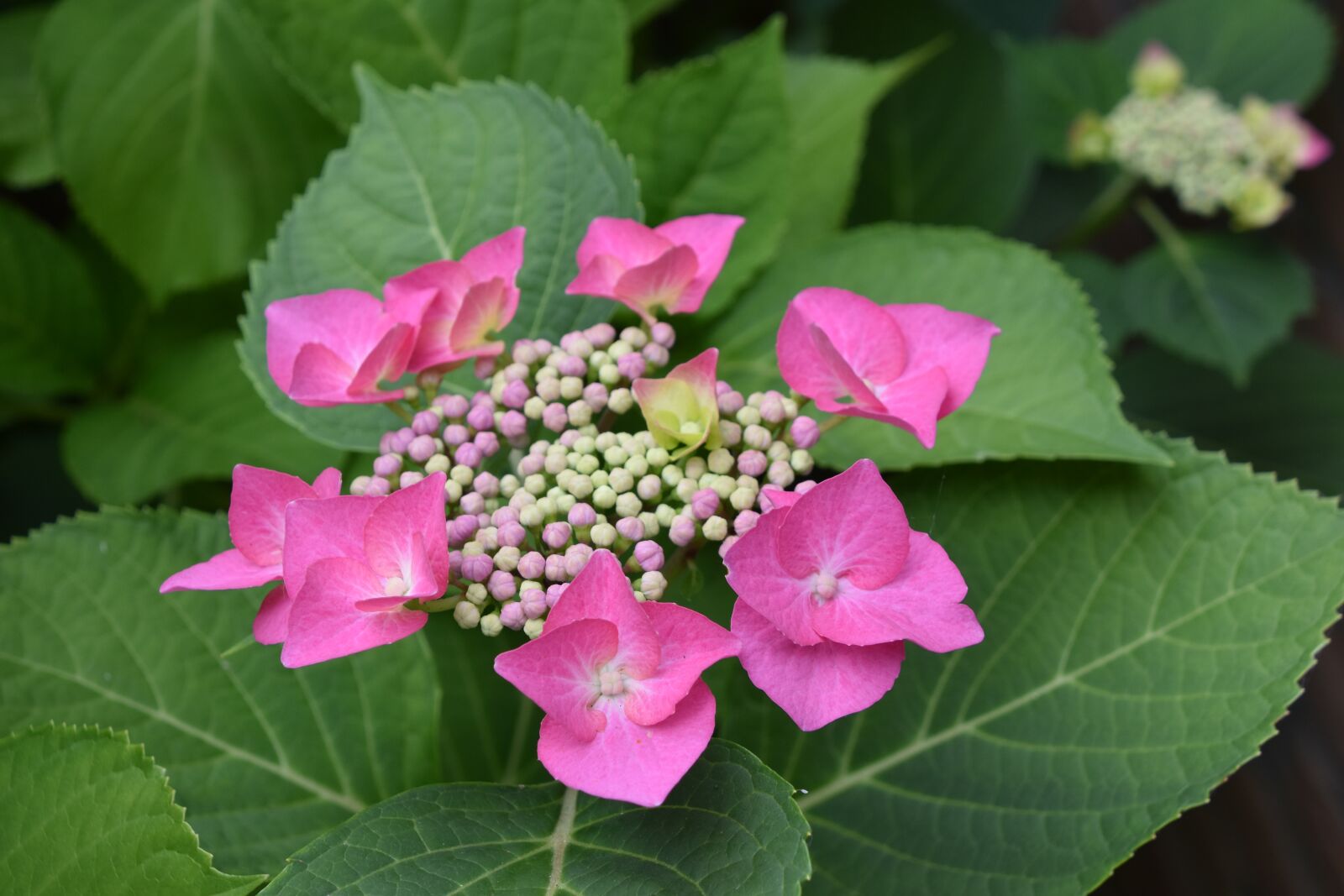 Nikon D5600 sample photo. Flower, pink, nature photography