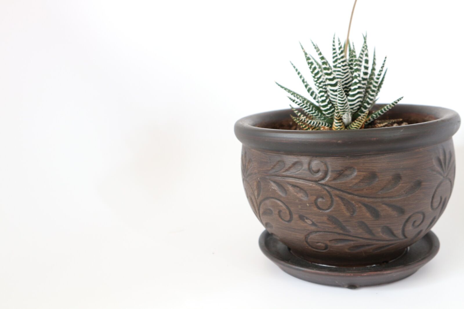 Canon EOS M10 sample photo. Desktop, pot, succulent photography