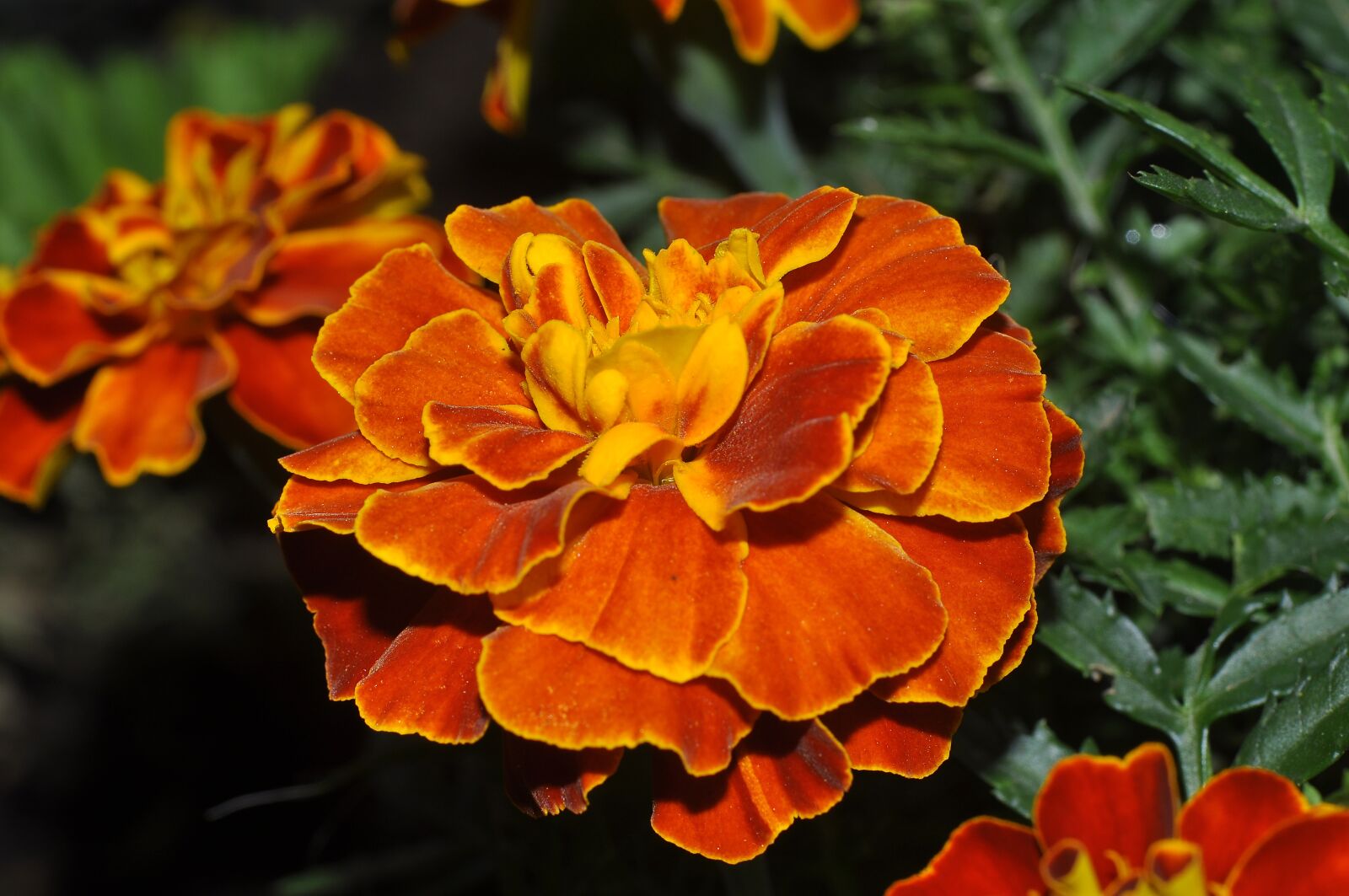 Nikon D90 sample photo. Mixed, color, velvet photography