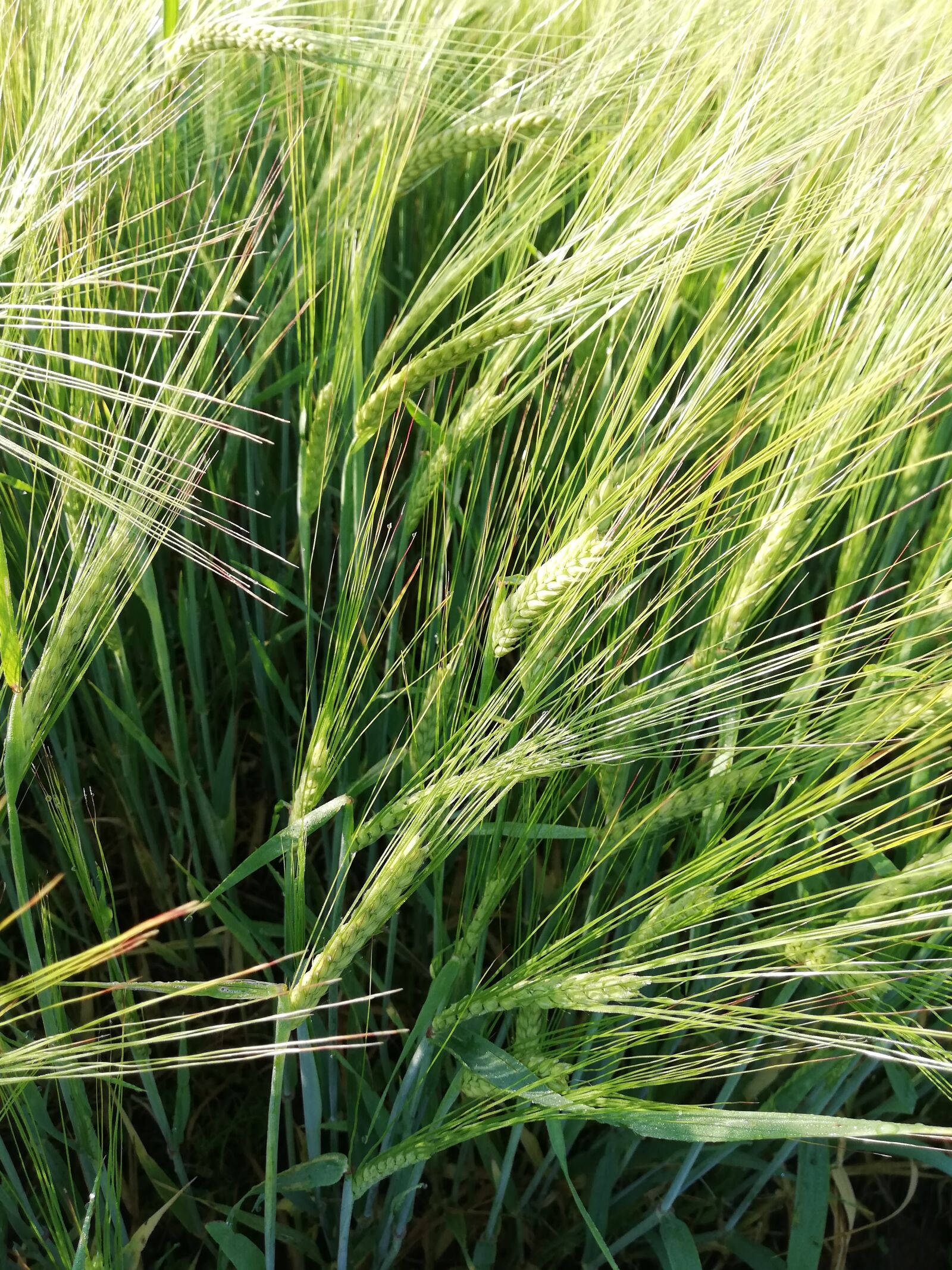 HUAWEI P20 lite sample photo. Wheat, cereals, field photography
