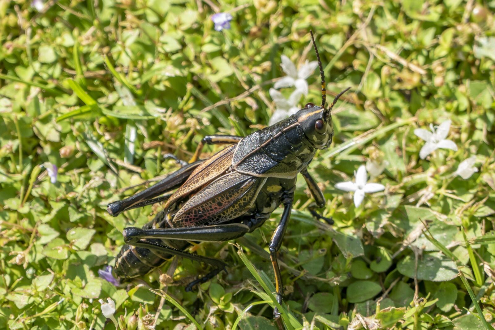 Panasonic Lumix DMC-FZ1000 sample photo. Grasshopper, grass insect, bug photography