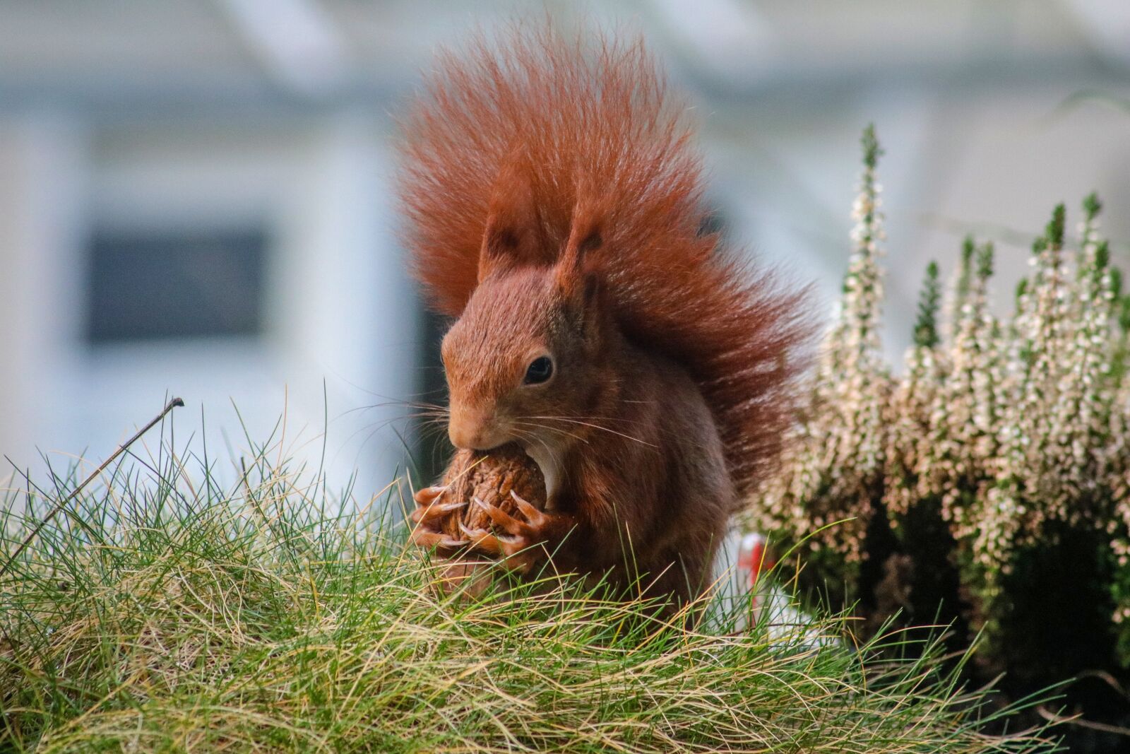 Canon EOS 750D (EOS Rebel T6i / EOS Kiss X8i) sample photo. Nature, mammal, grass photography