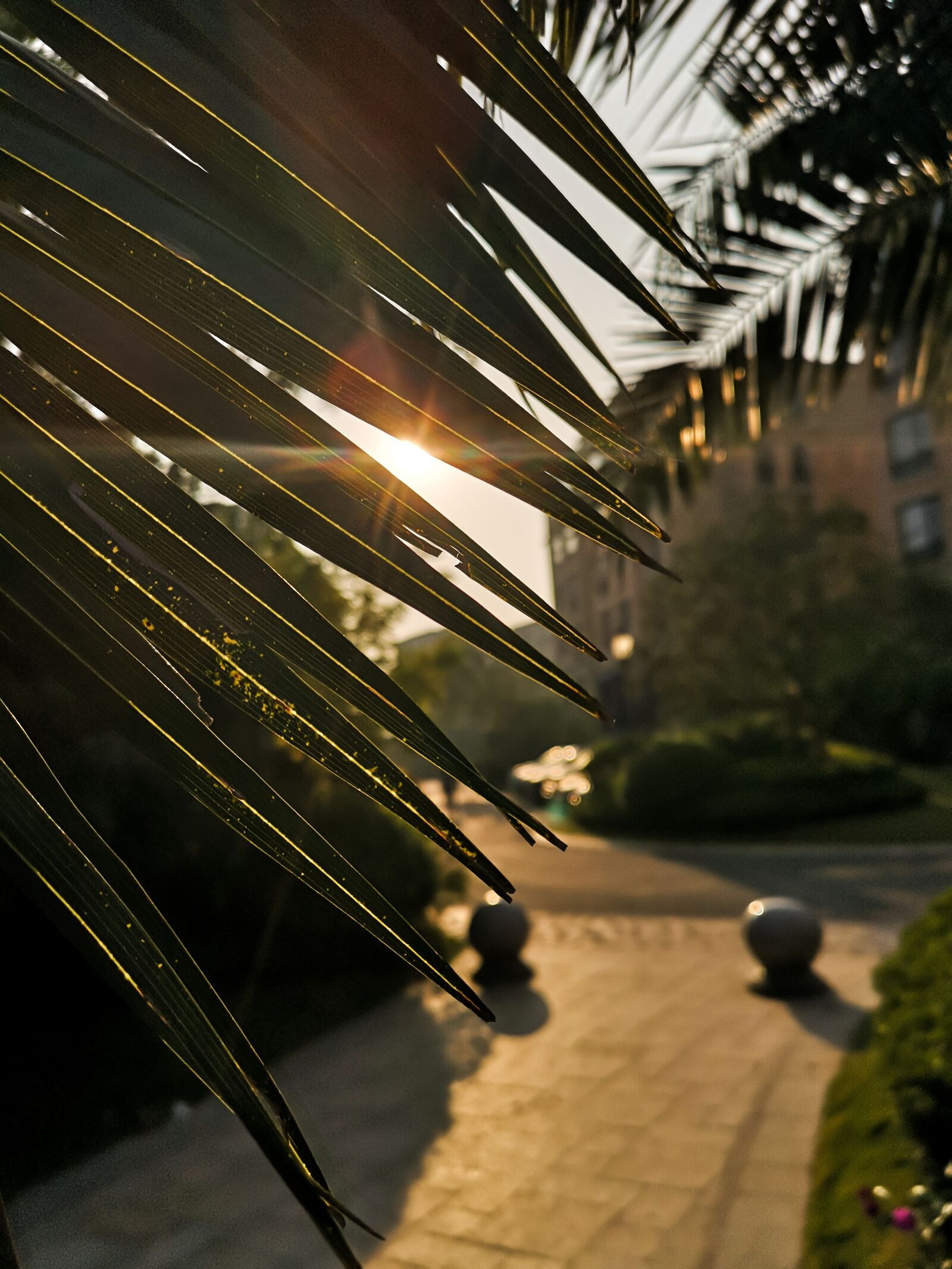 HUAWEI P20 Pro sample photo. 阳光, 午后, 植物 photography