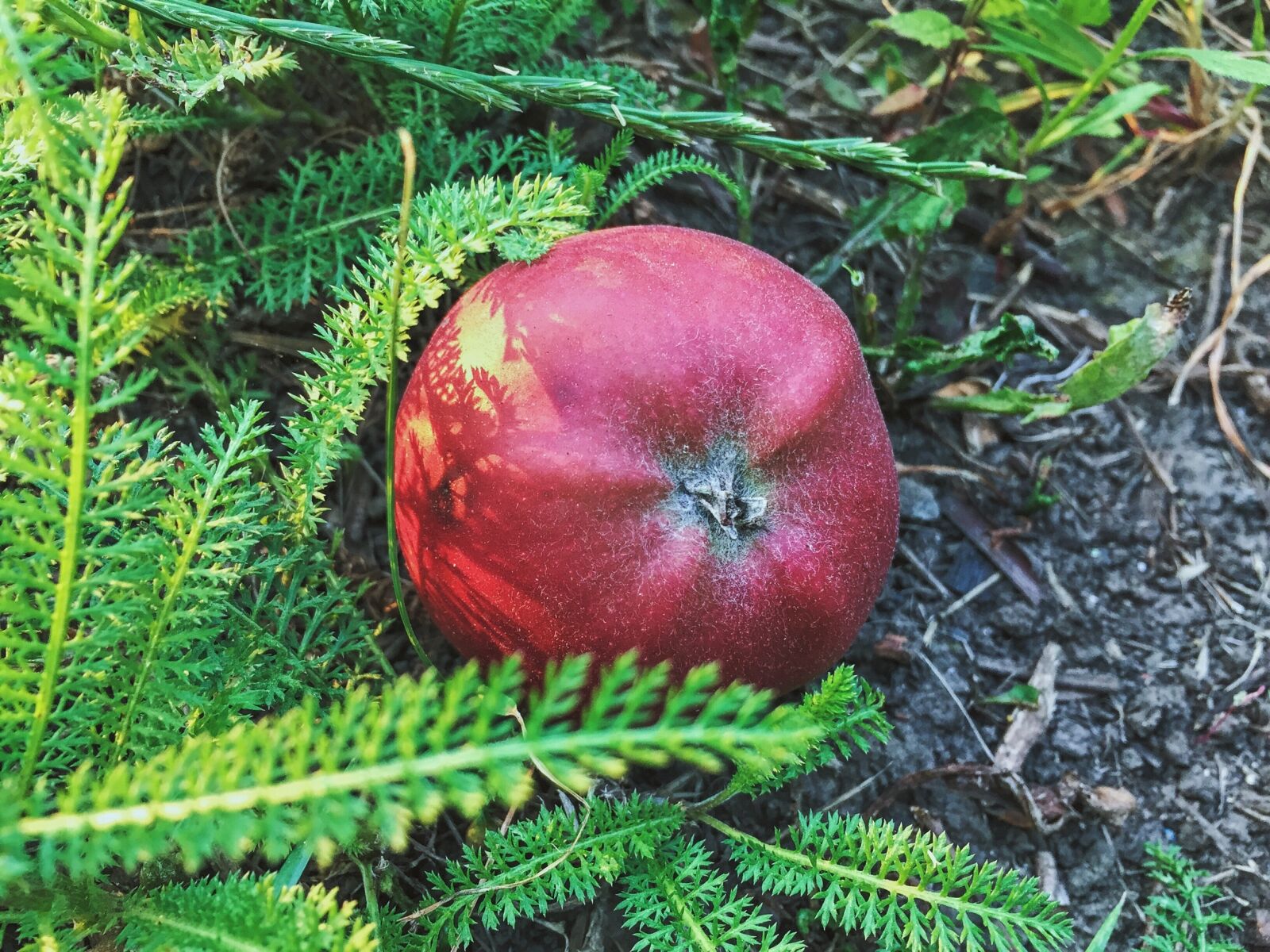 Apple iPhone 6 sample photo. Apple, fruit, grass photography