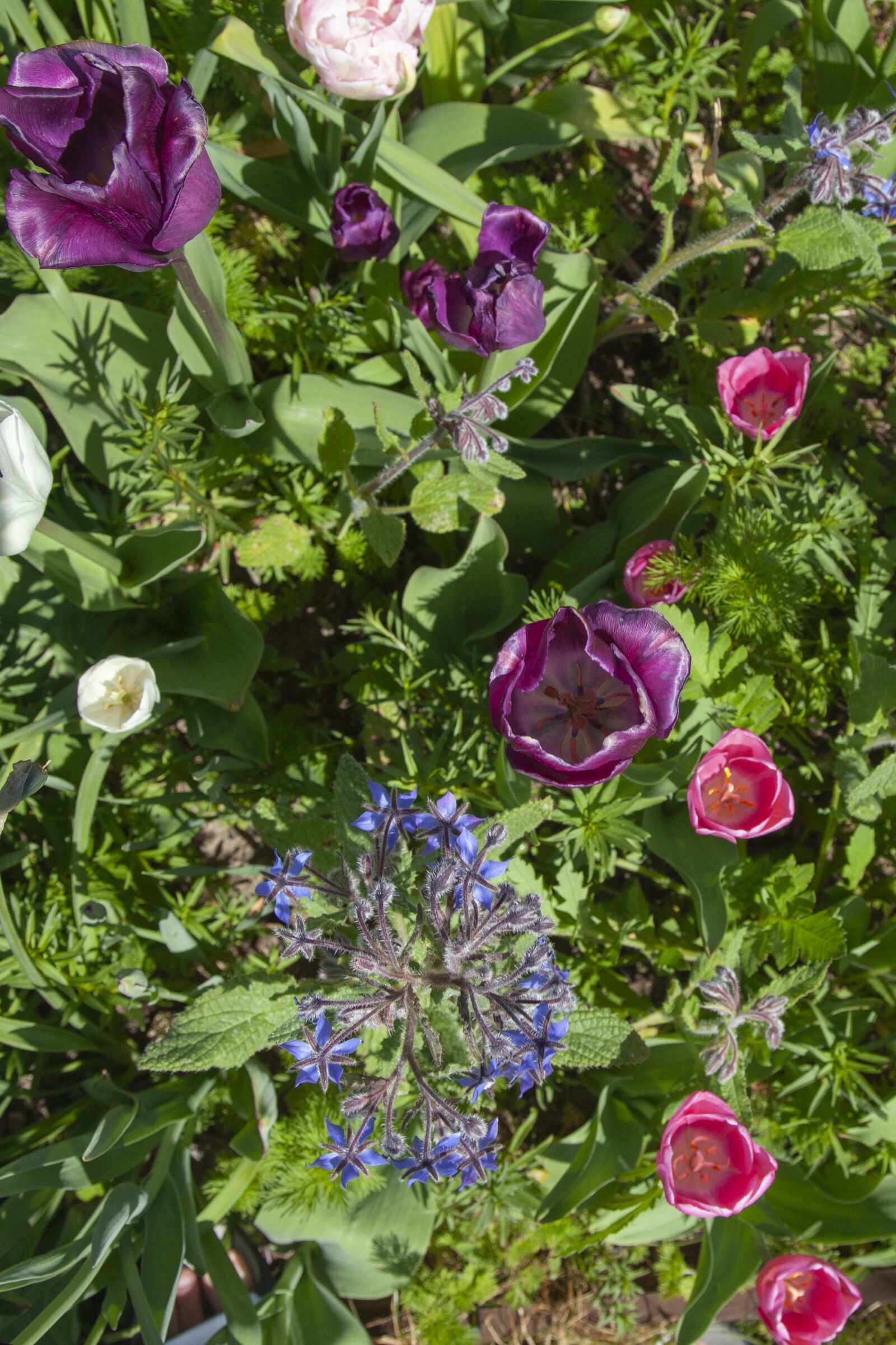 Canon EOS 5D Mark II sample photo. Tulip, spring, garden photography