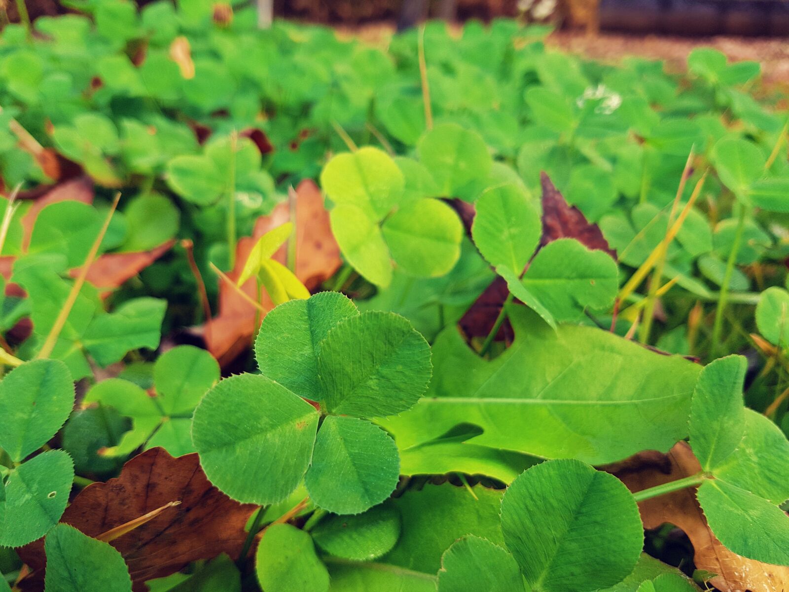 Samsung Galaxy S7 Edge sample photo. Plants, pool, garden photography
