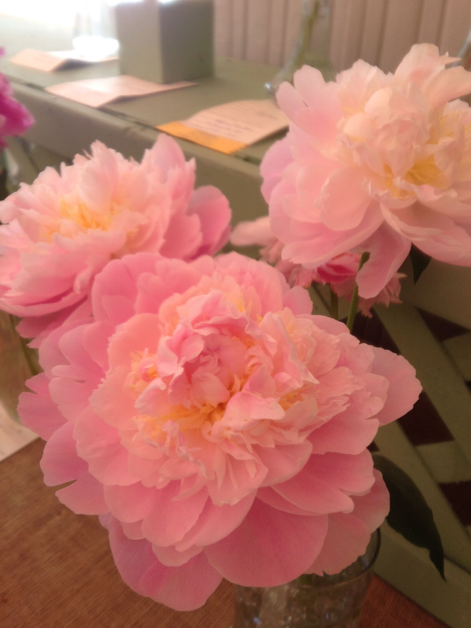 iPhone 5 back camera 4.12mm f/2.4 sample photo. Pink, coral, flower photography