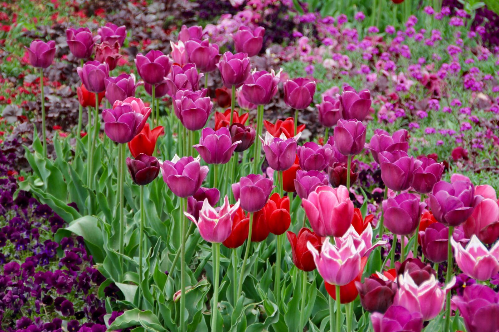 Canon EOS 60D sample photo. Tulips, tulipa, tulpenzwiebel photography