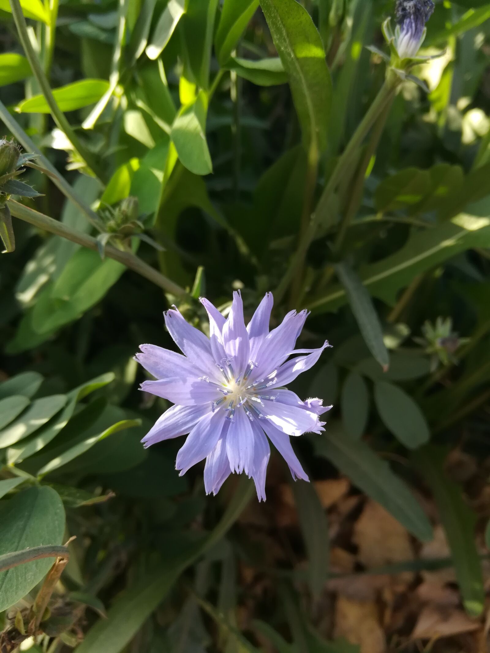 HUAWEI MATE 9 LITE sample photo. Flower, lilac, field photography