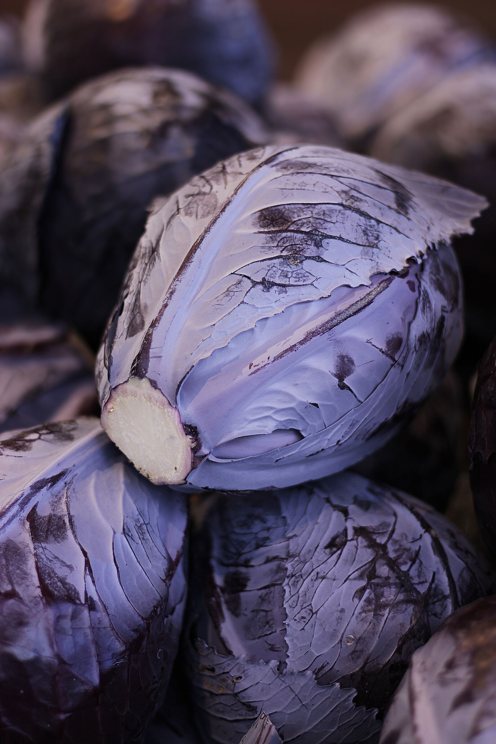 Canon EOS 100D (EOS Rebel SL1 / EOS Kiss X7) sample photo. Red cabbage, blue cabbage photography