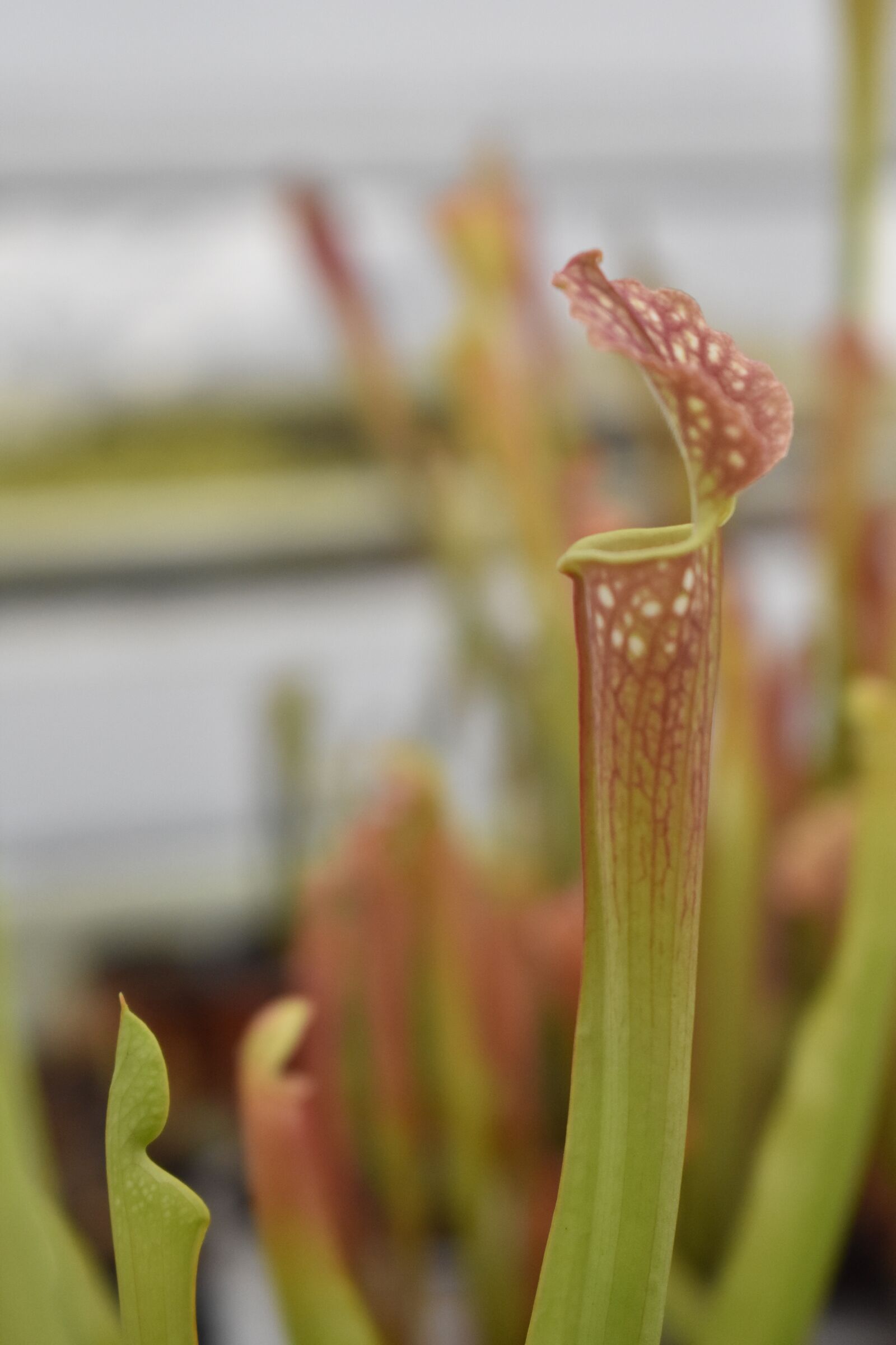 Nikon D3400 sample photo. Sarracenia, carnivorous plant, insects photography