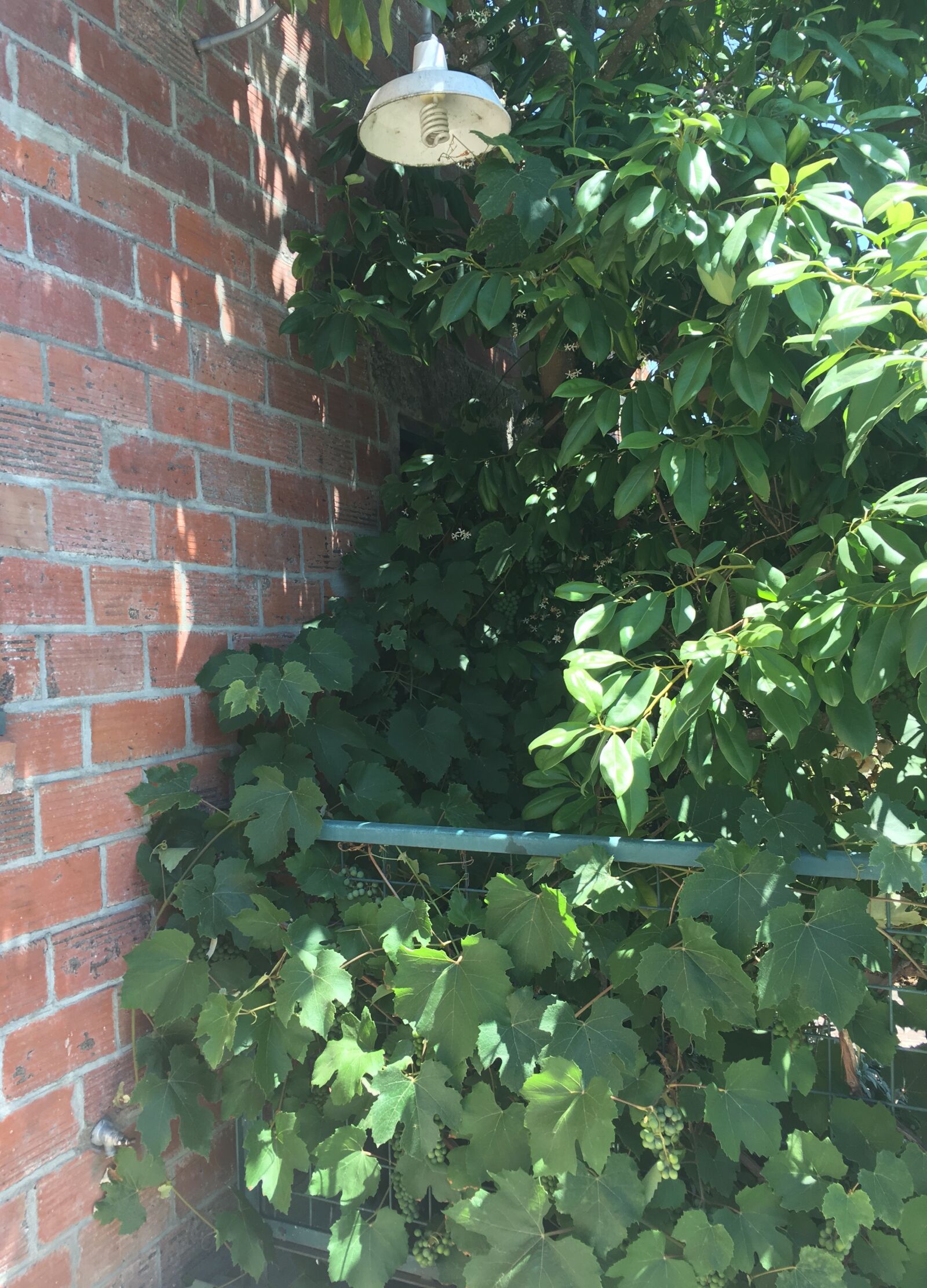 Apple iPhone 6s sample photo. Bricks, wall, outdoor photography