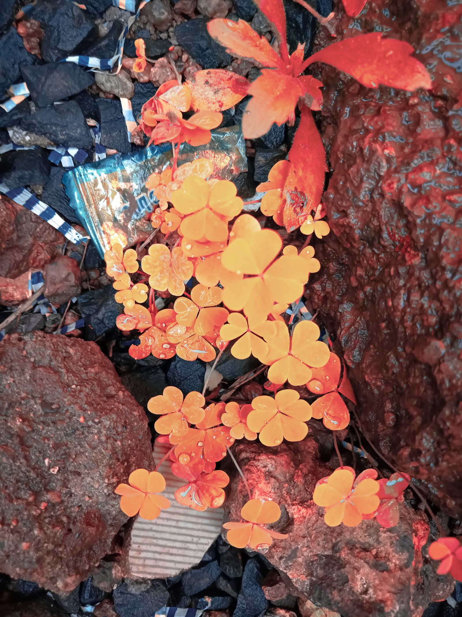 Realme C2 sample photo. Autumn leaves, red leaves photography