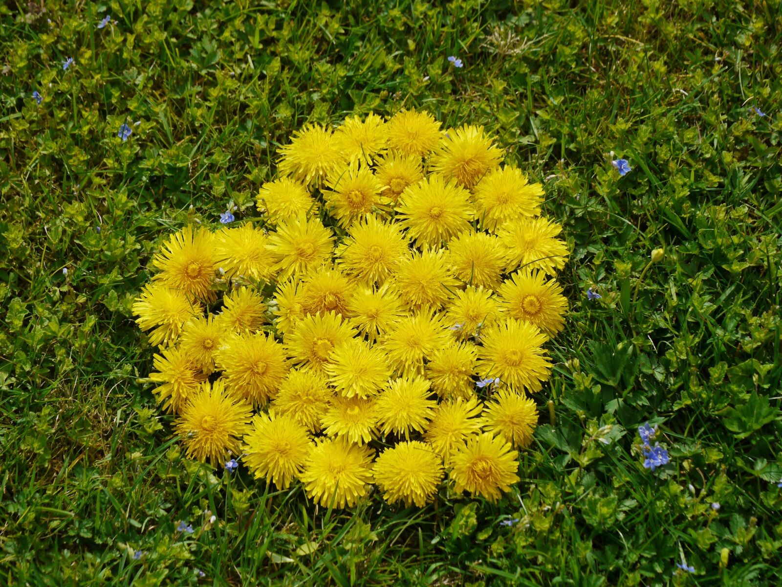 Panasonic Lumix DMC-GH2 sample photo. Heart, flower heart, spring photography